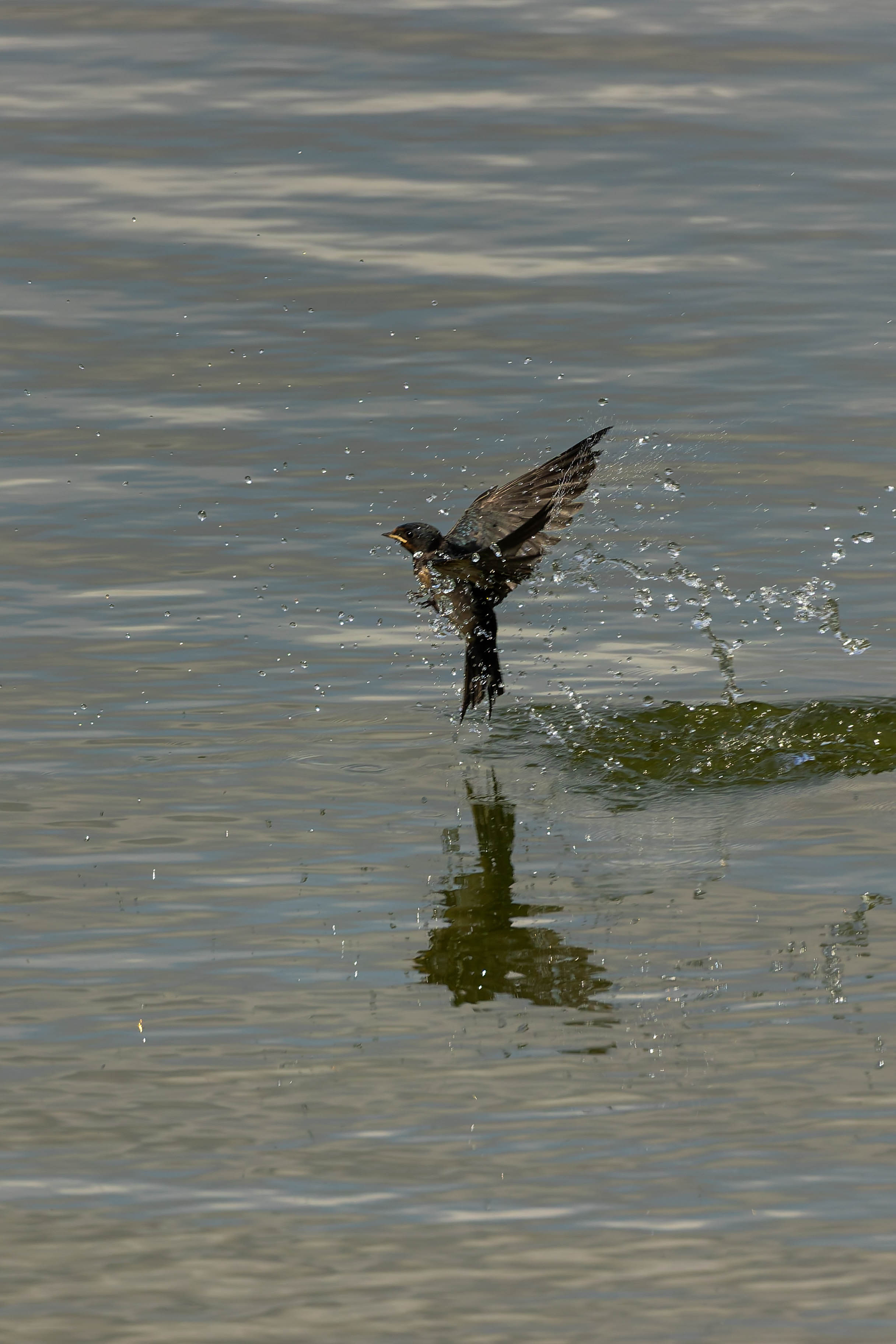 Hirondelle rustique