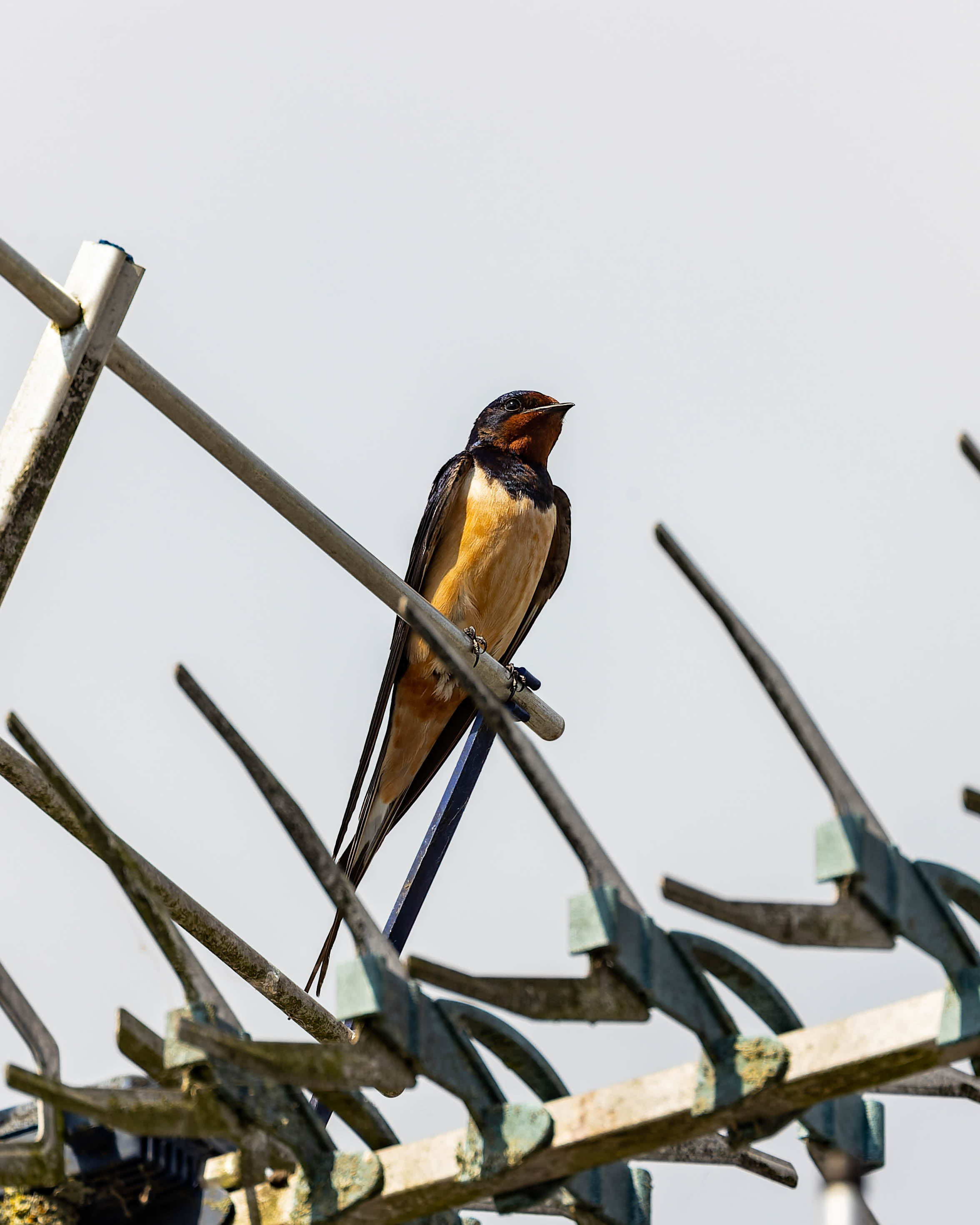 Hirondelle rustique