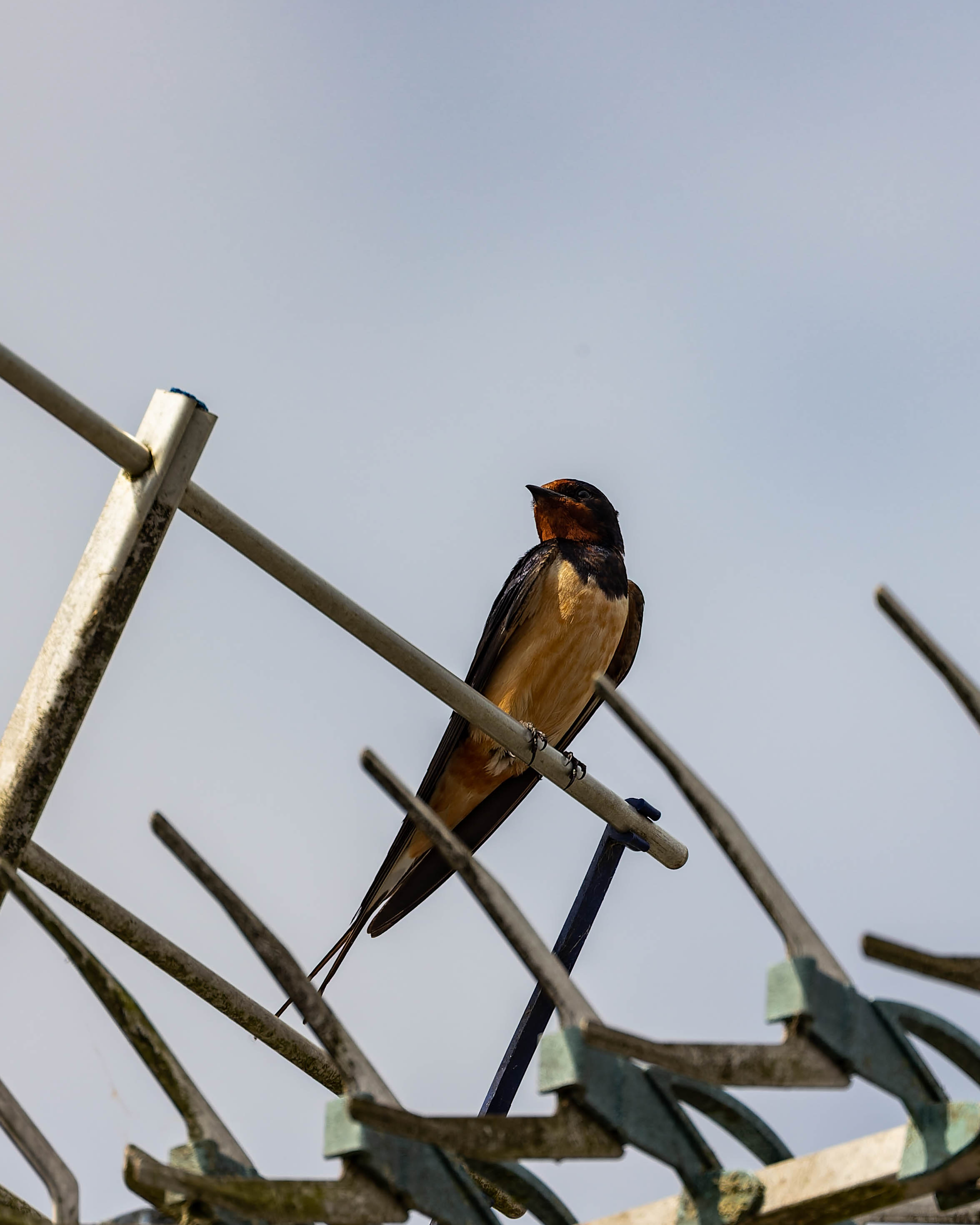 Hirondelle rustique