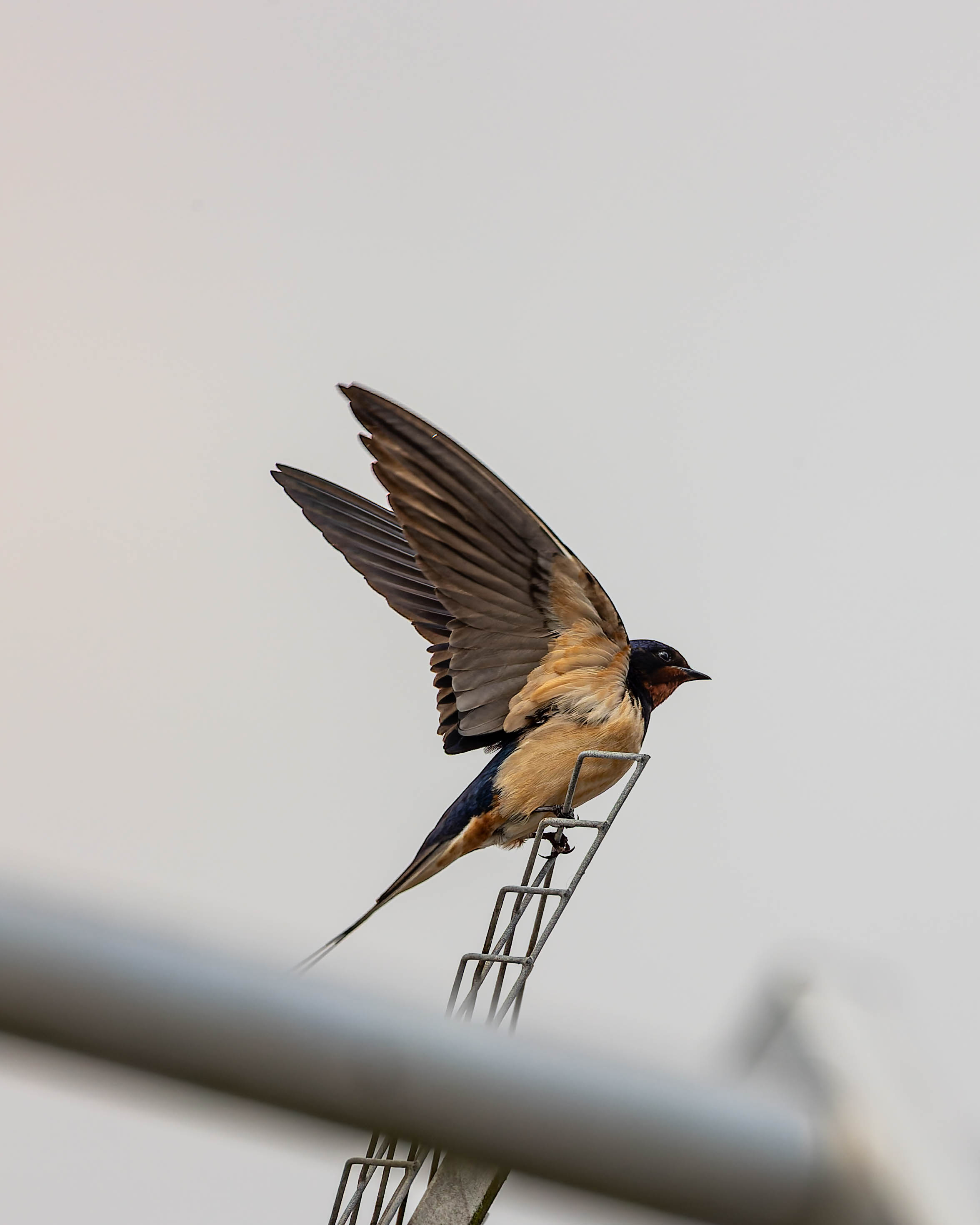Hirondelle rustique