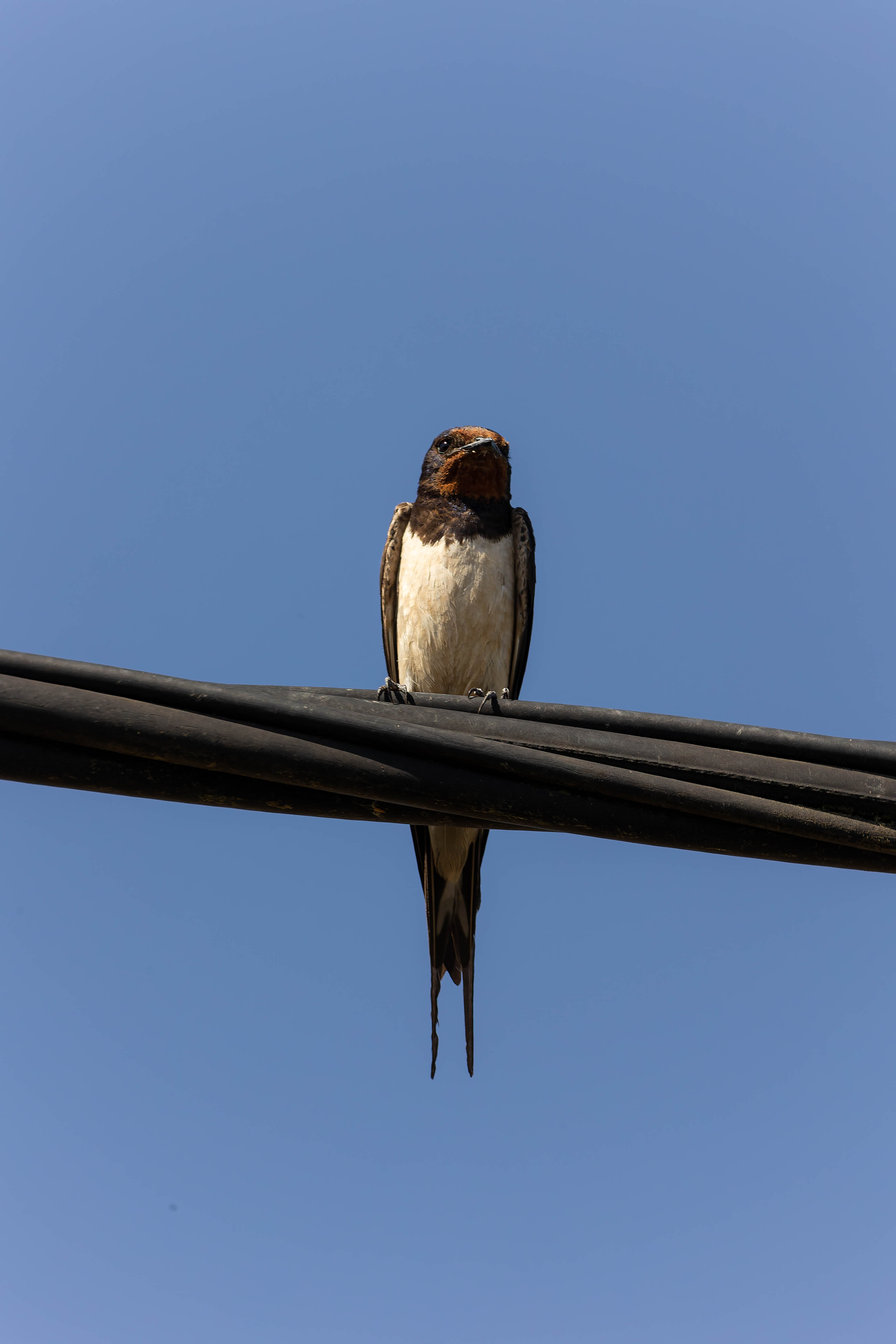 Hirondelle rustique