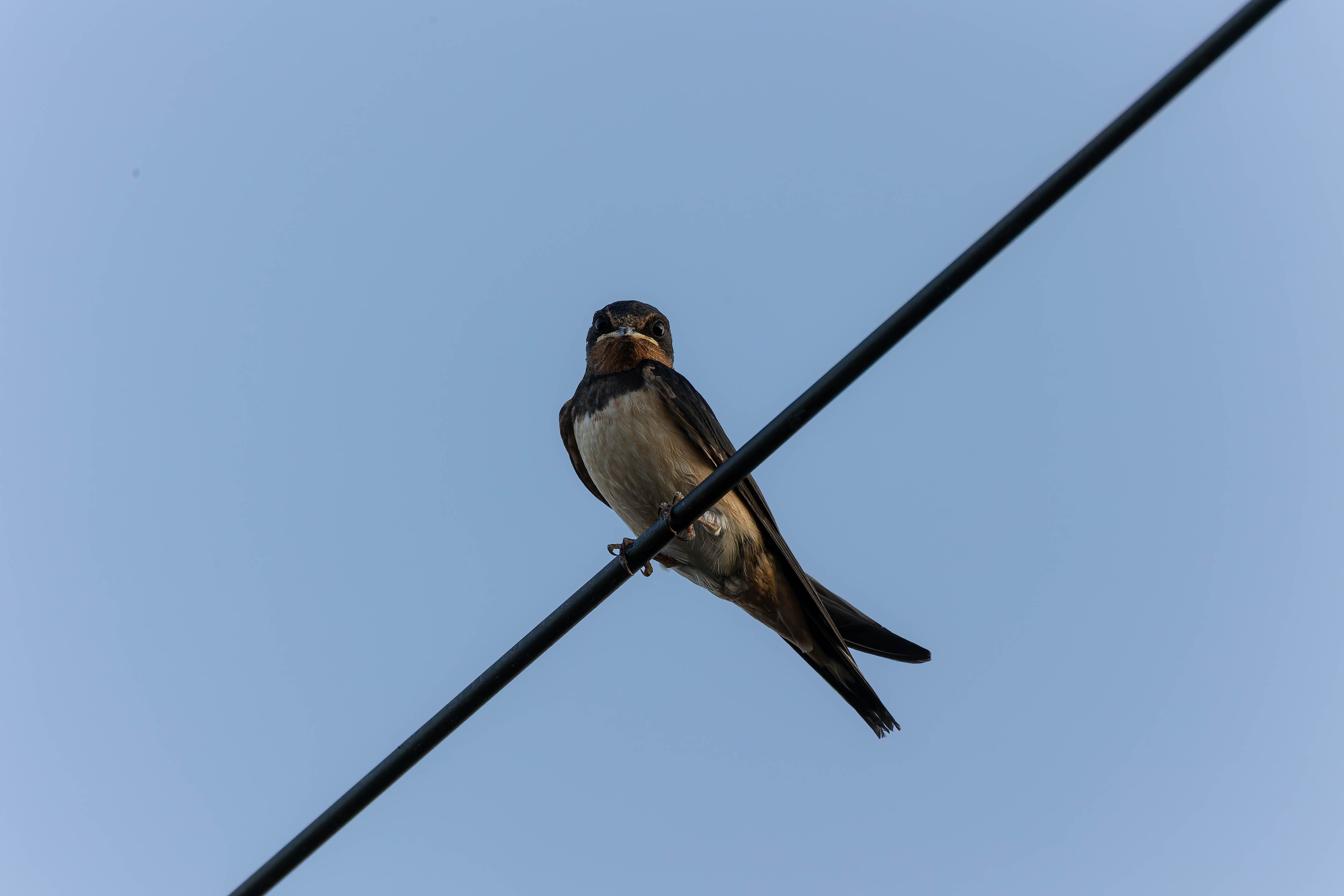 Hirondelle rustique