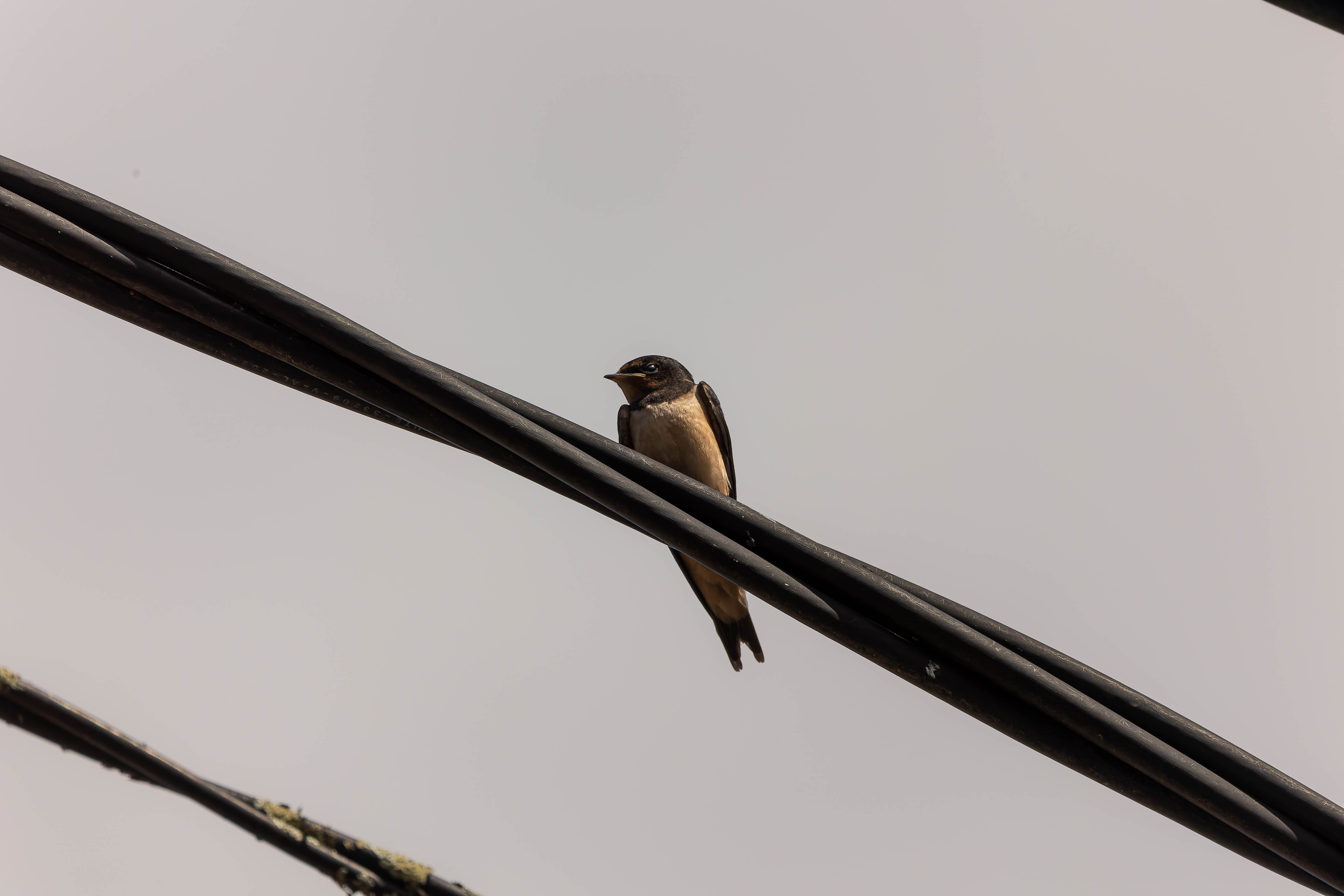 Hirondelle rustique