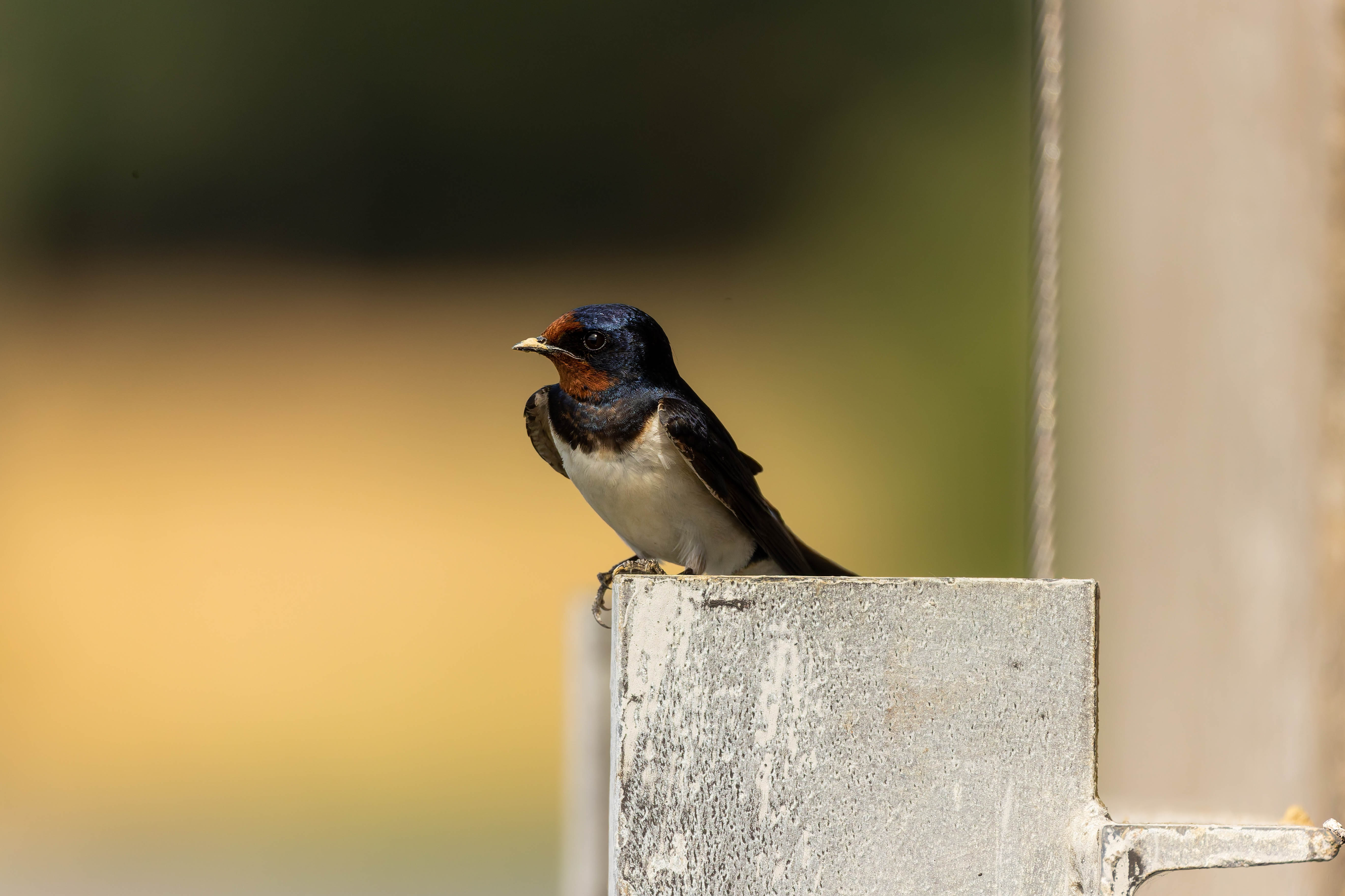 Hirondelle rustique