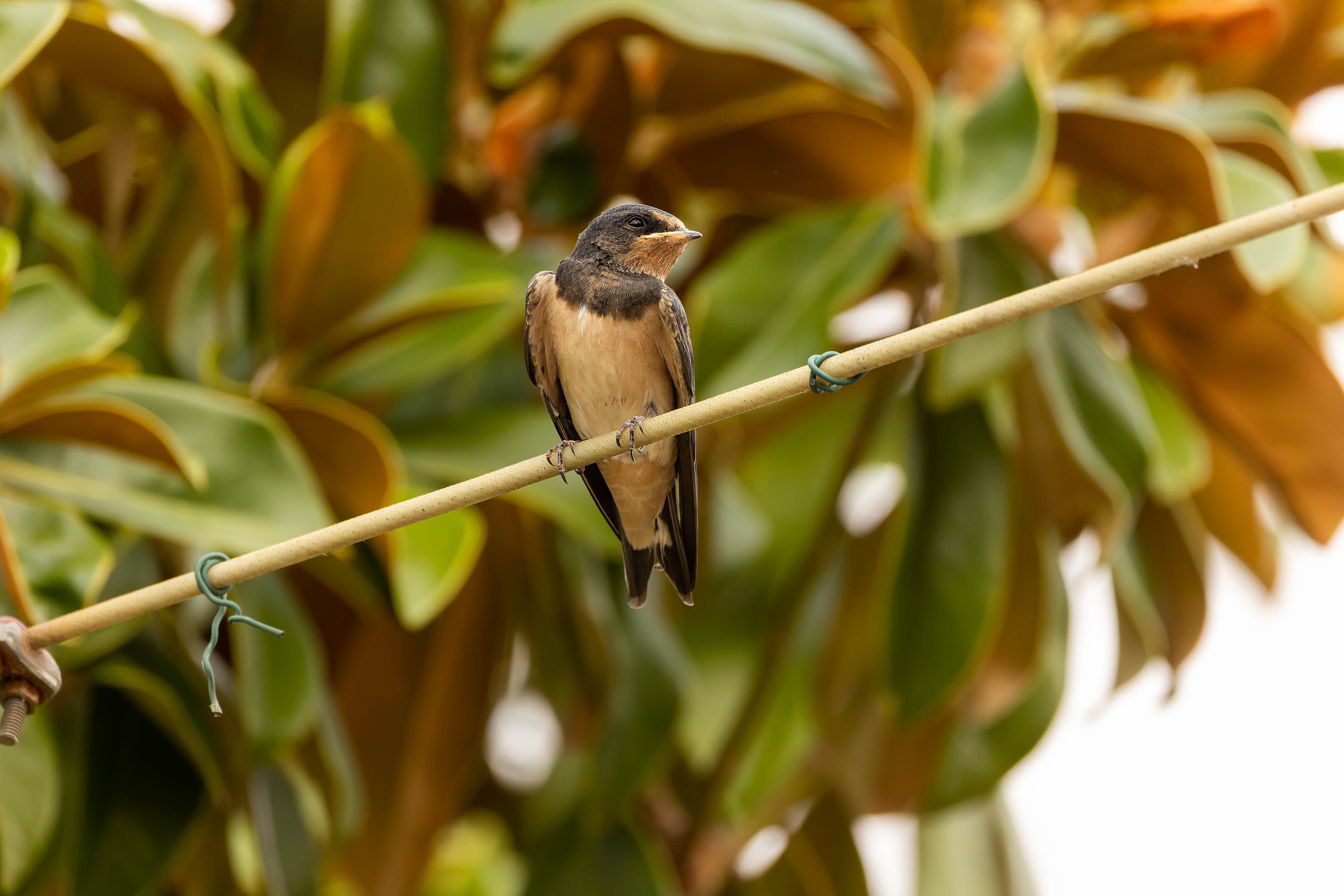 Hirondelle rustique