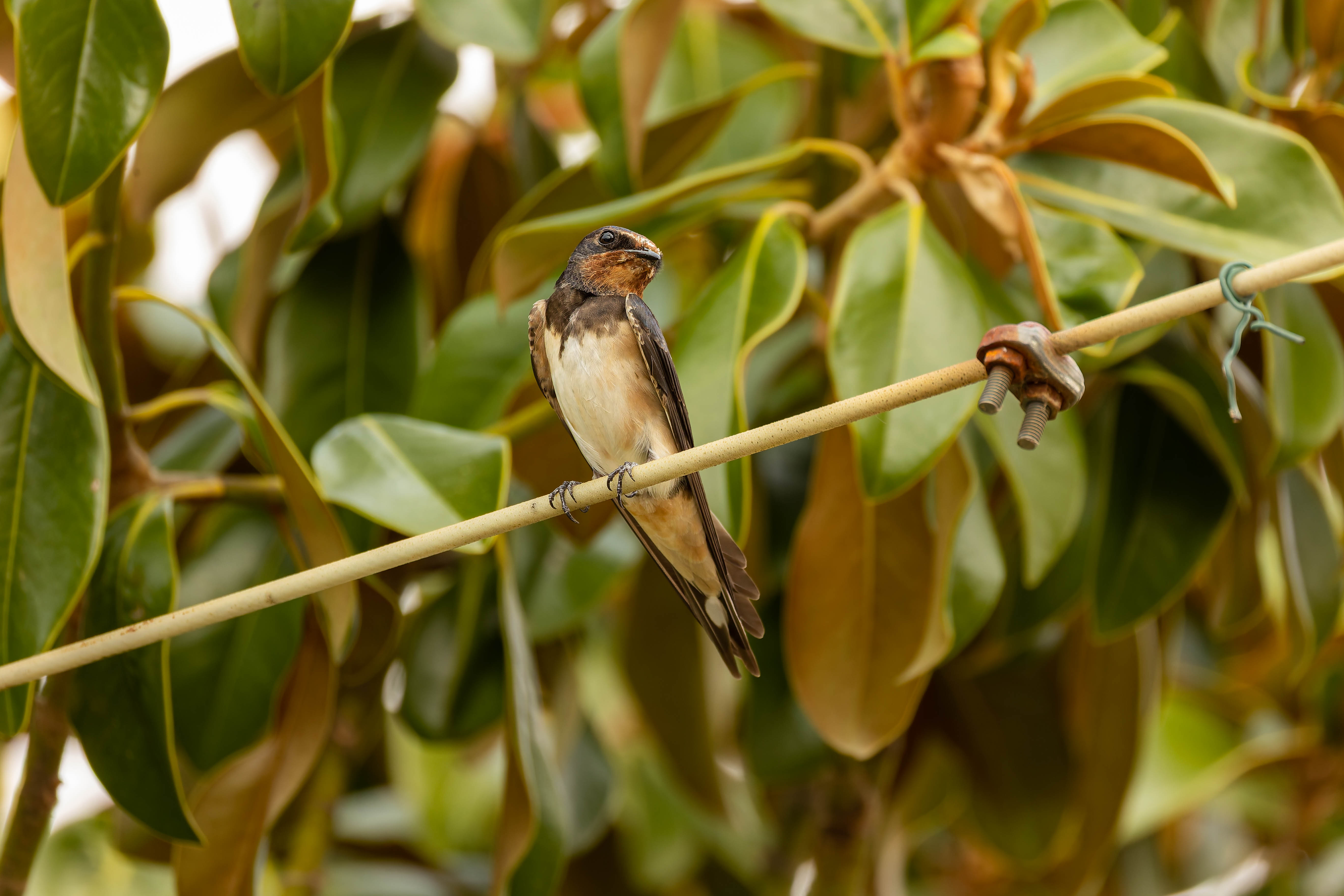 Hirondelle rustique