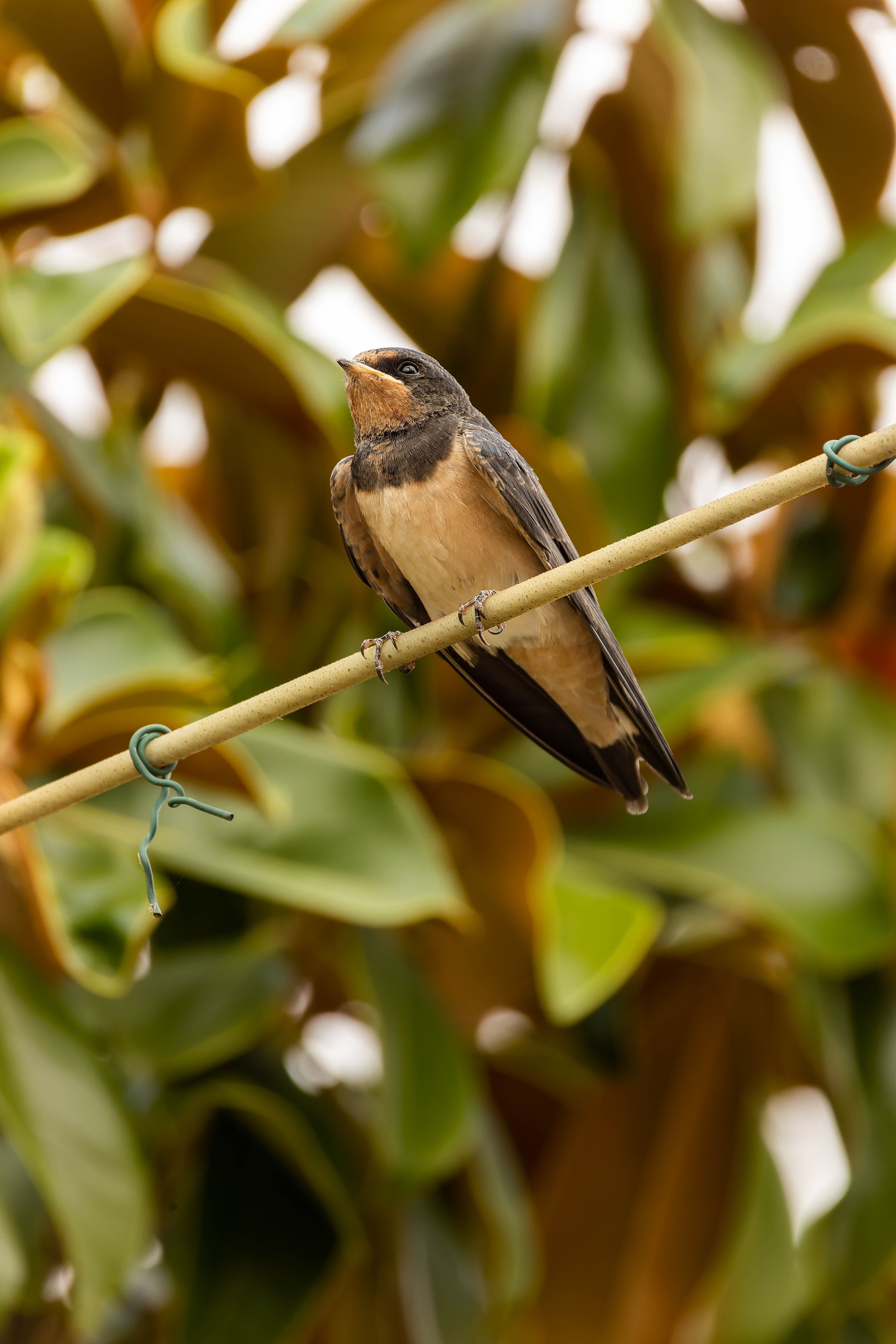 Hirondelle rustique