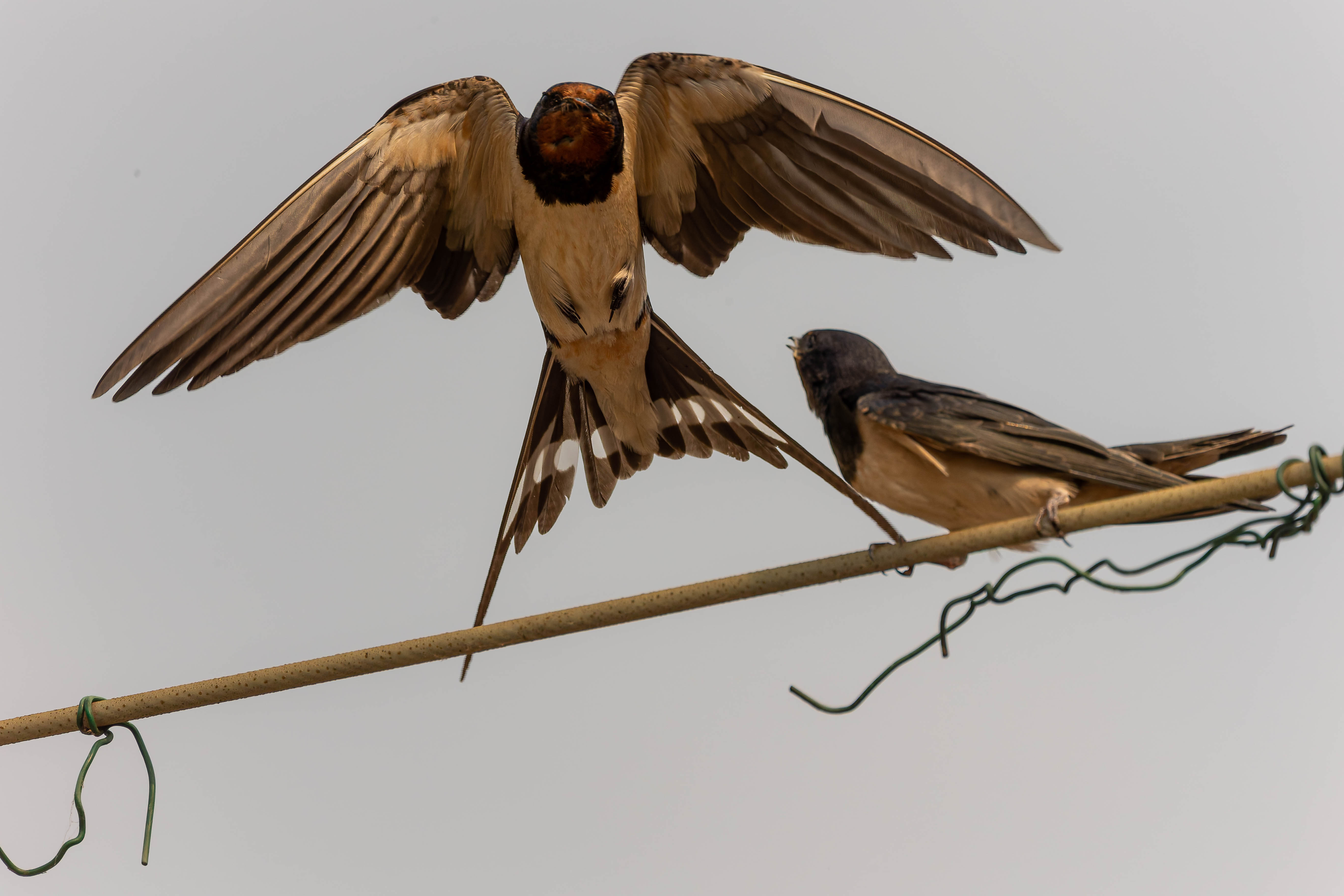 Hirondelle rustique