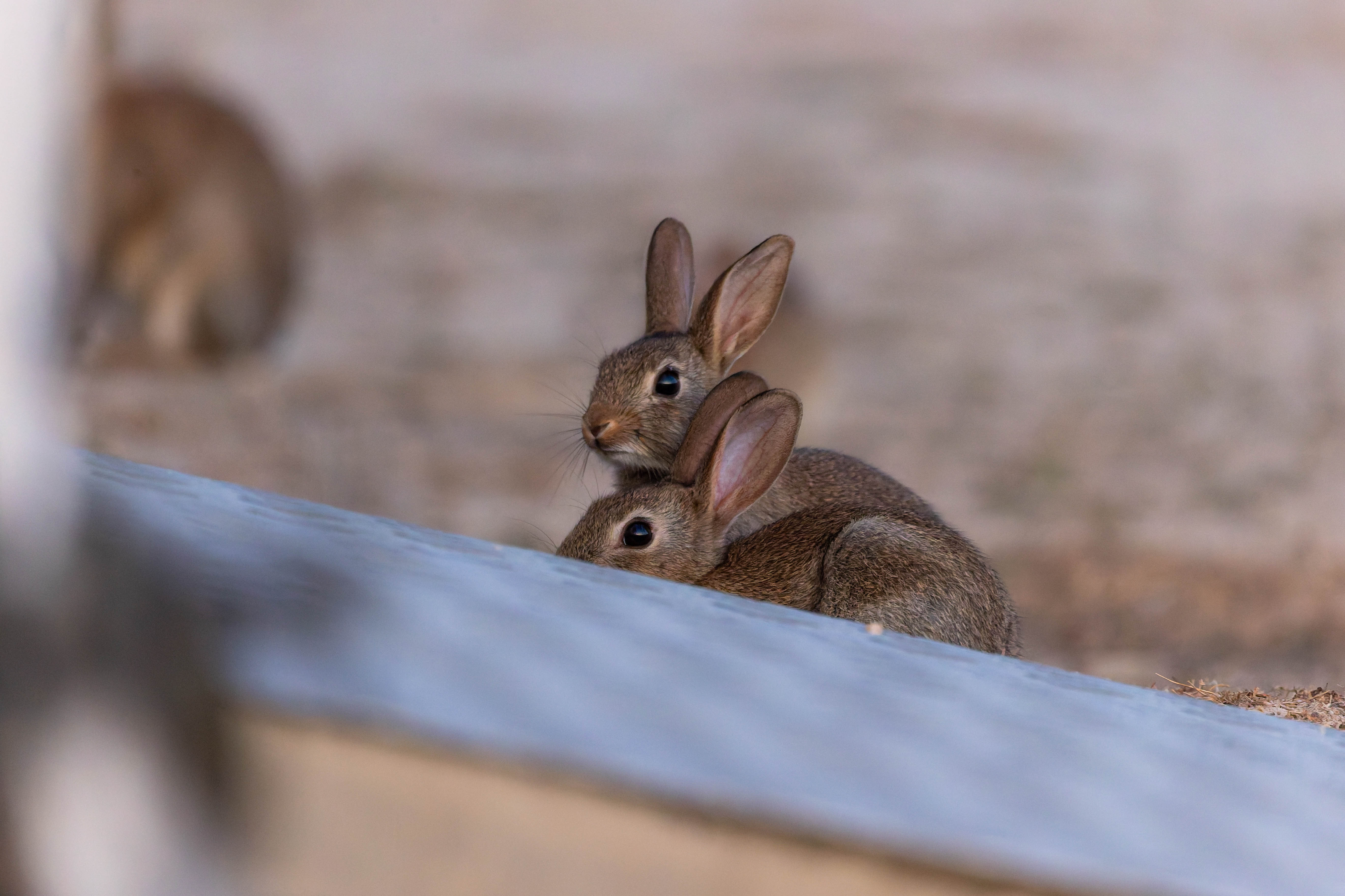 Lapin de garenne