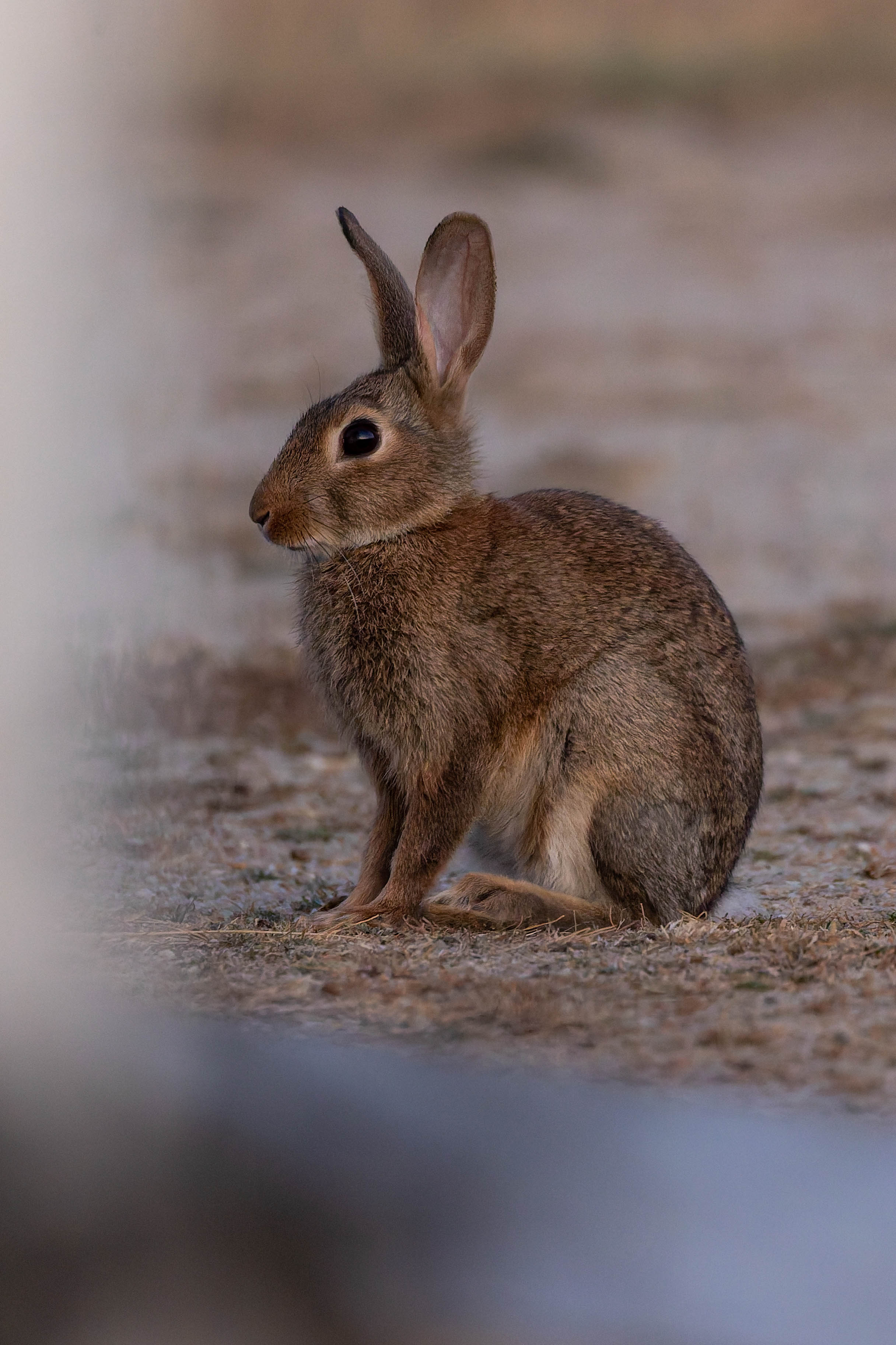 Lapin de garenne