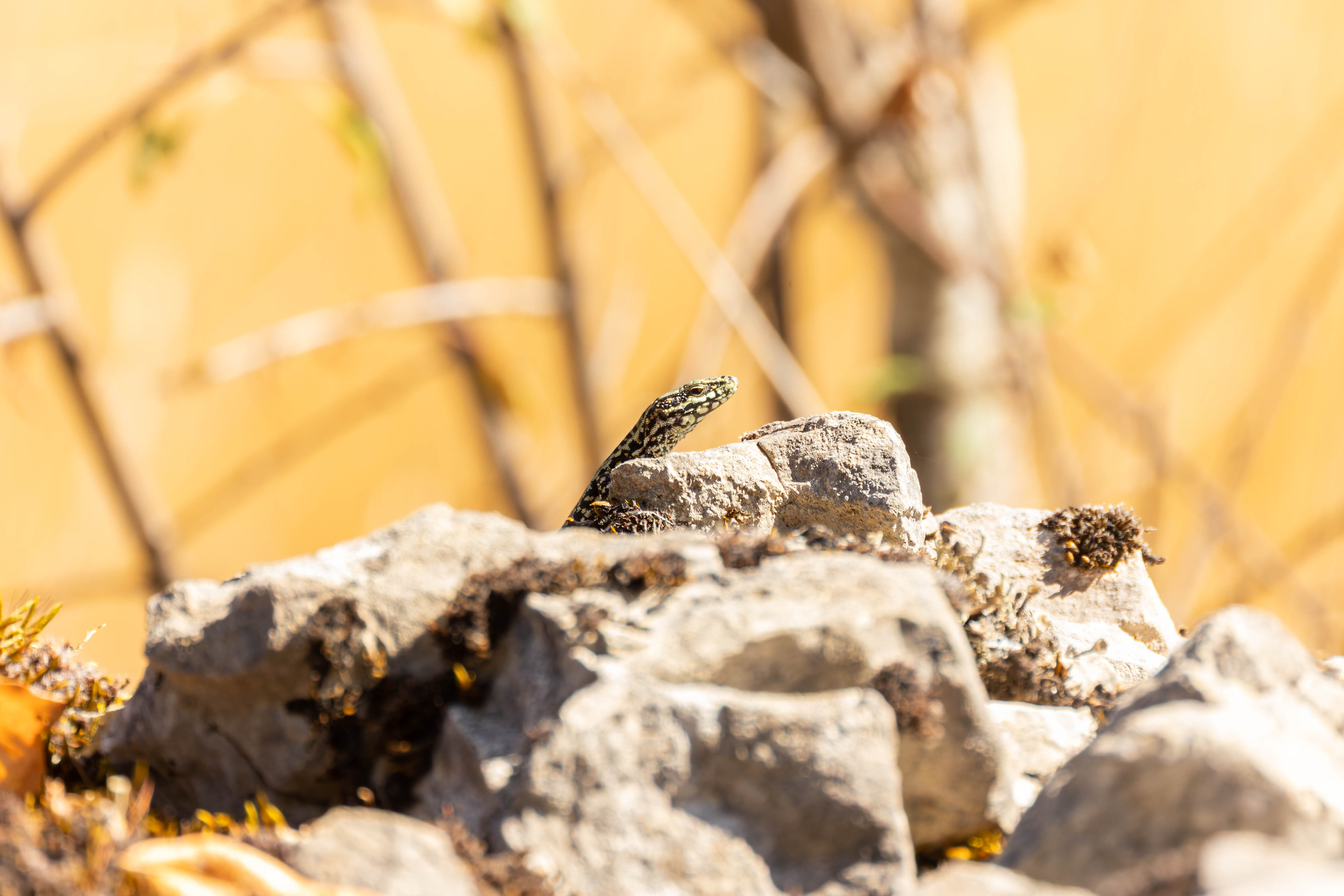 Lézard des murailles