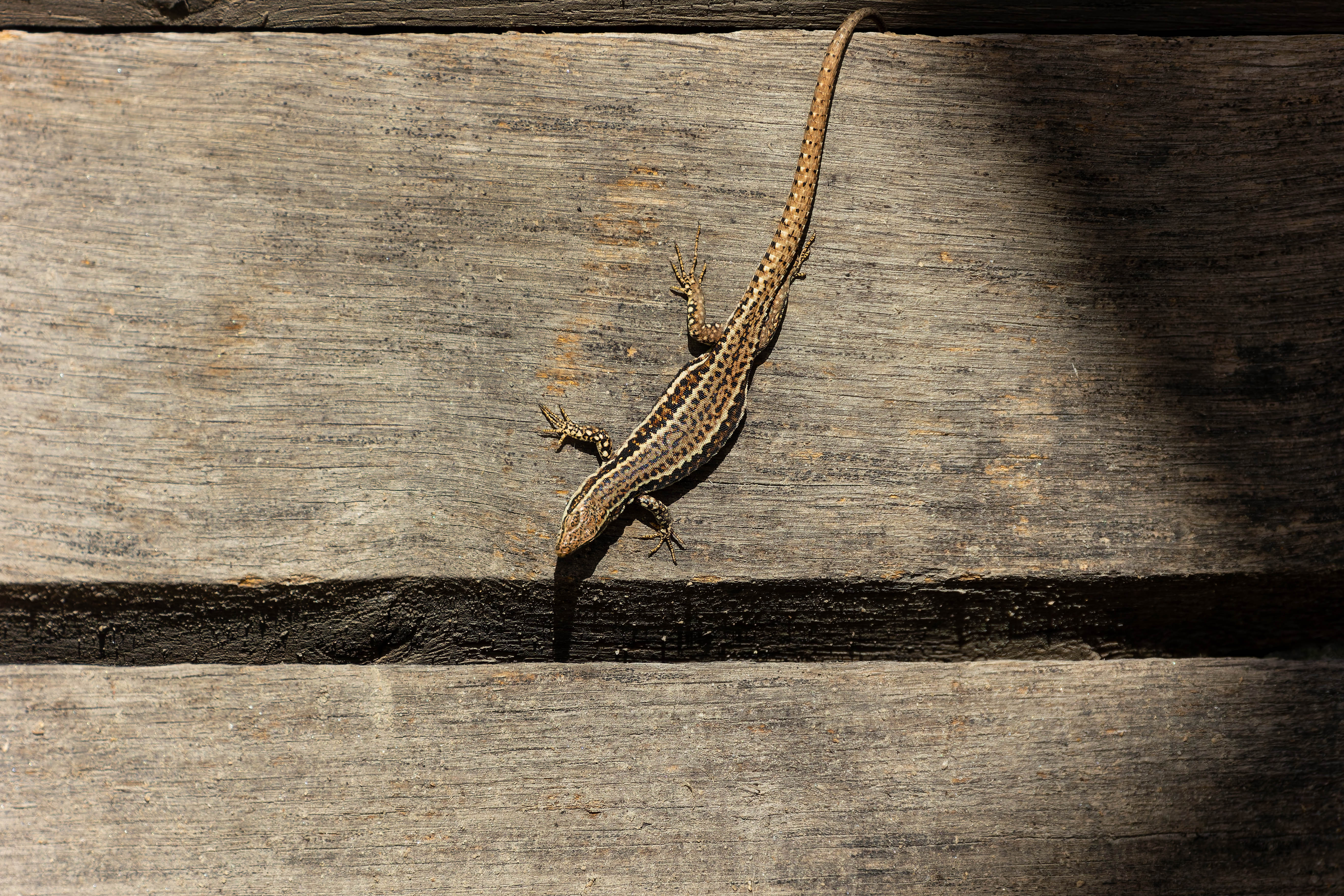 Lézard des murailles