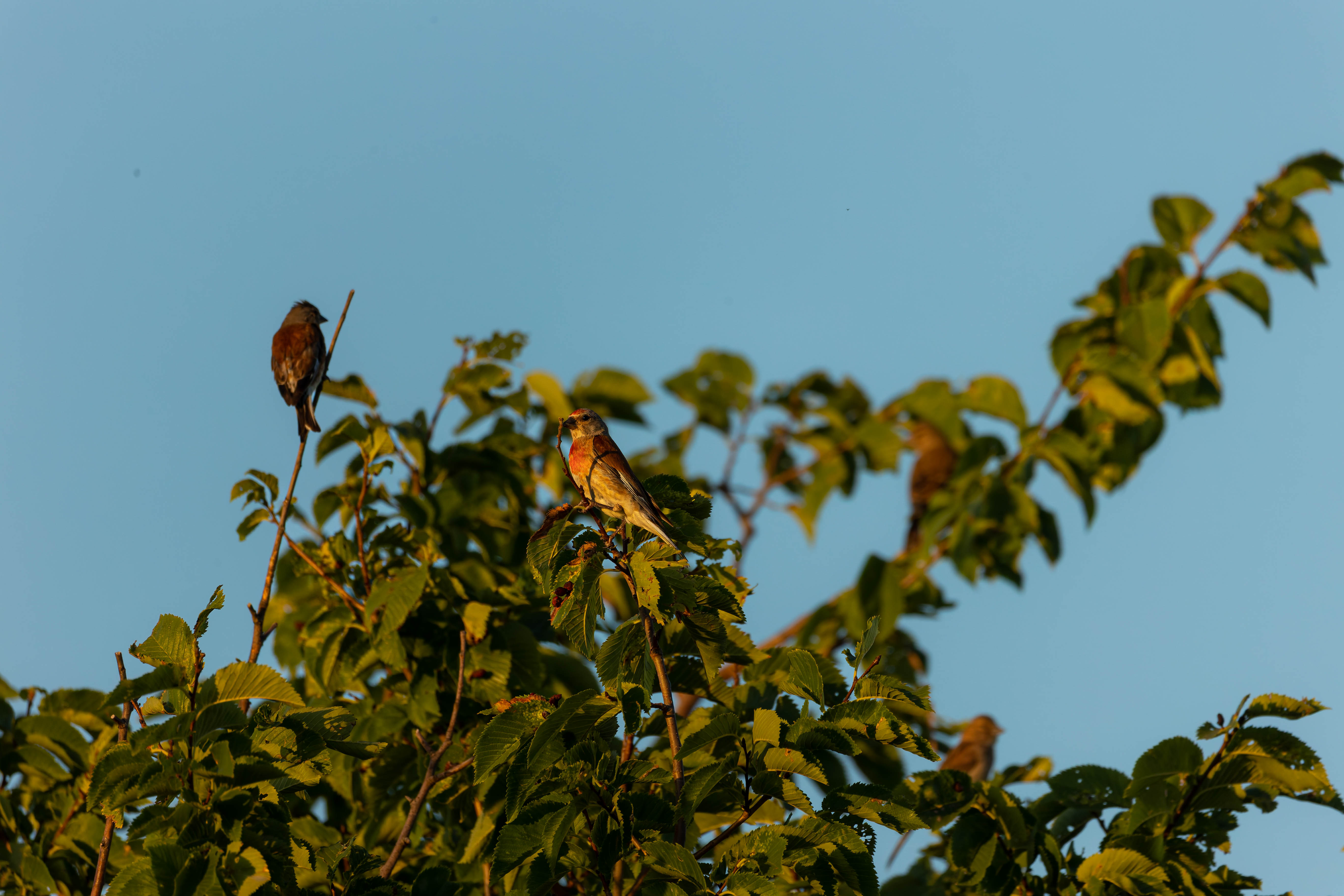 Linotte mélodieuse