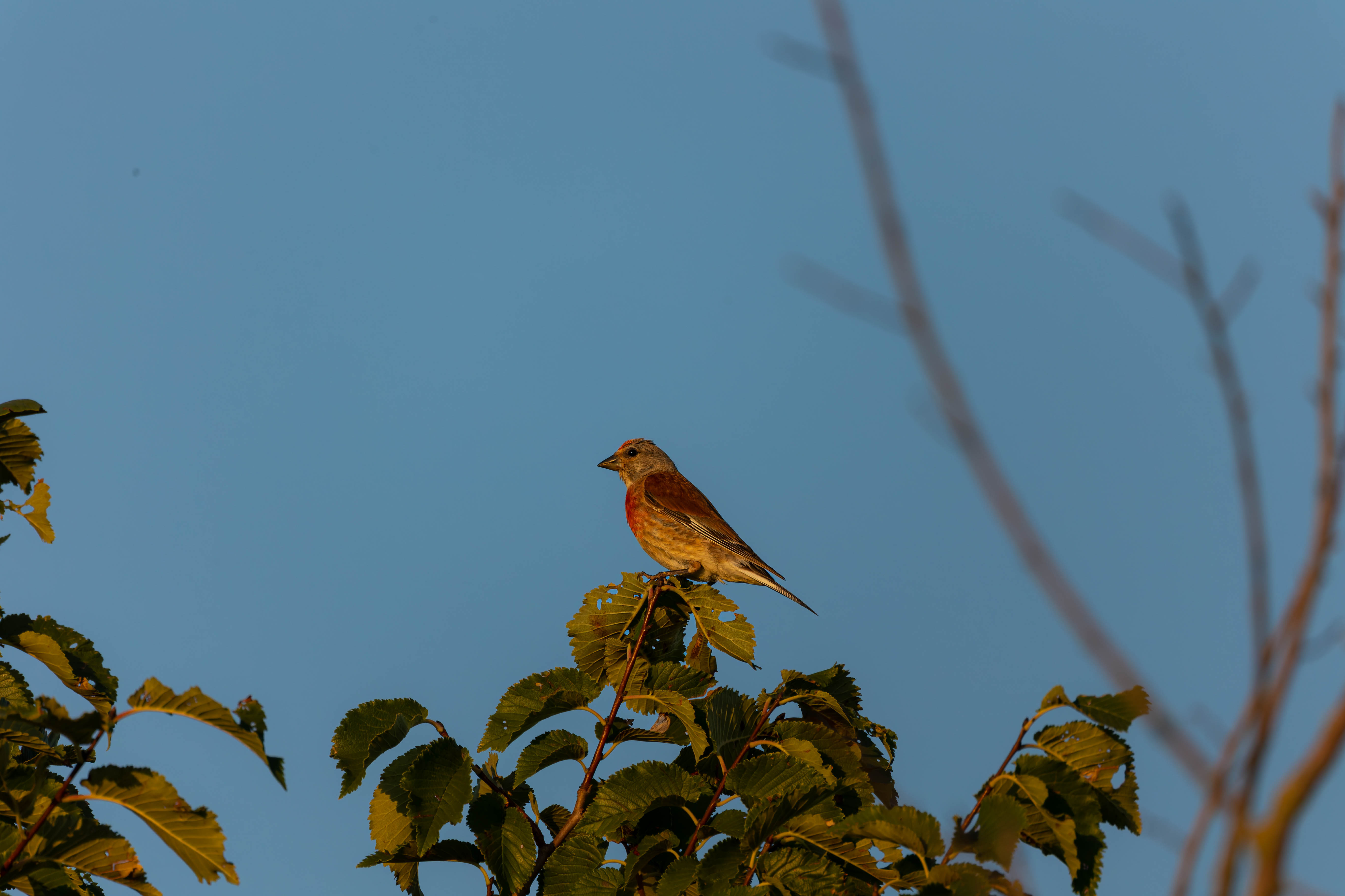 Linotte mélodieuse