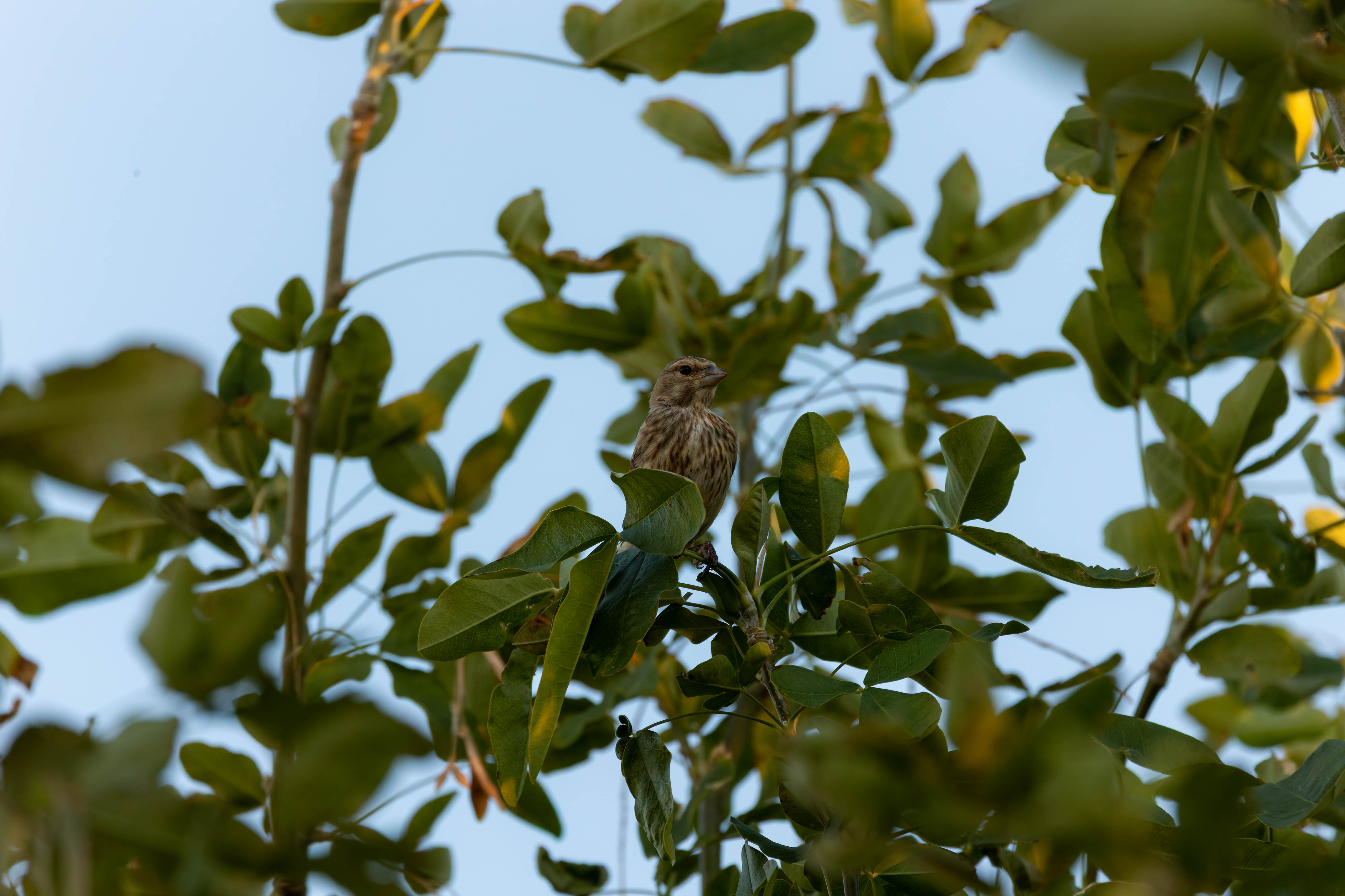 Linotte mélodieuse
