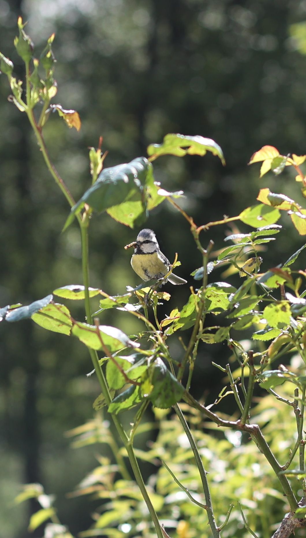 Mésange bleue