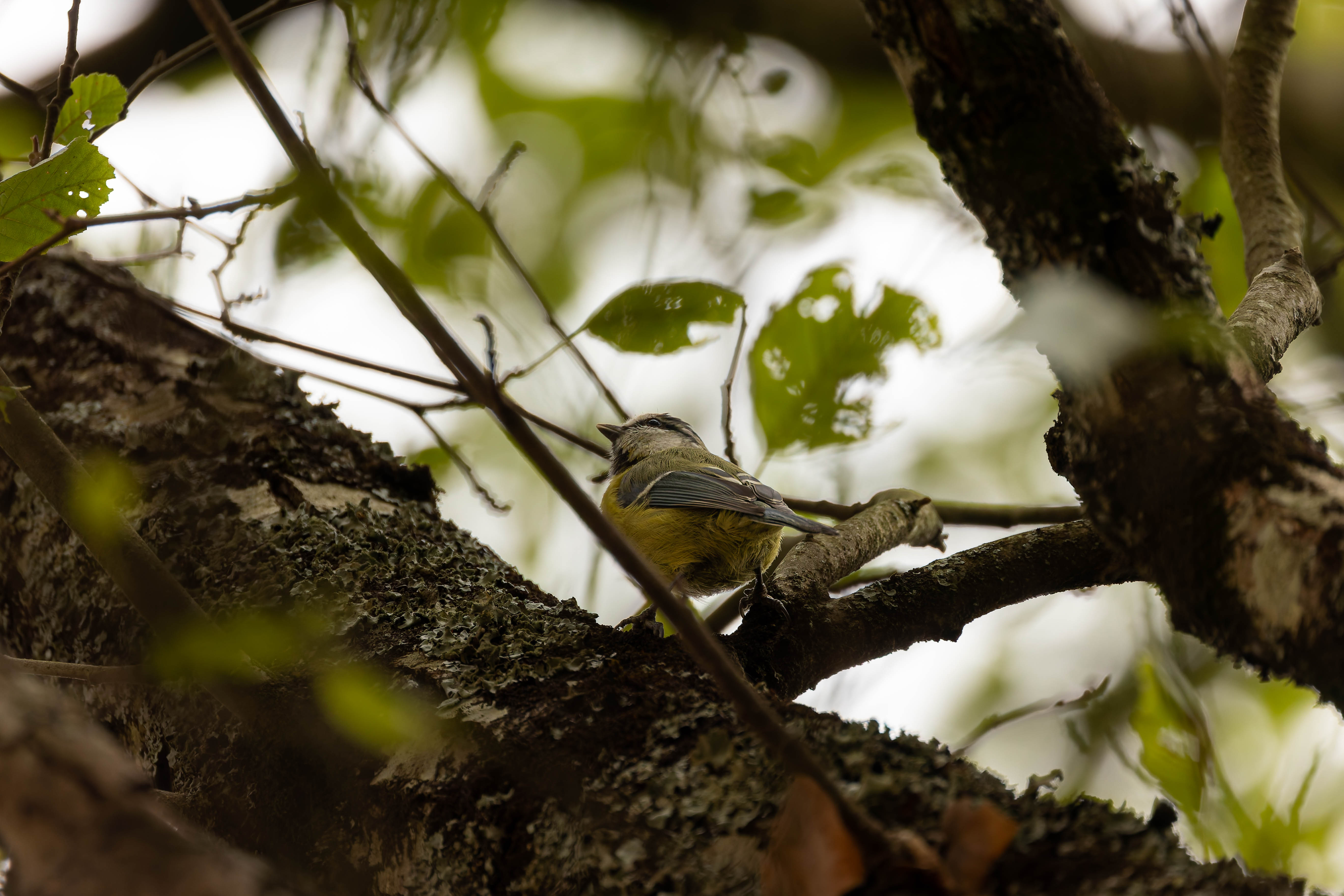 Mésange bleue