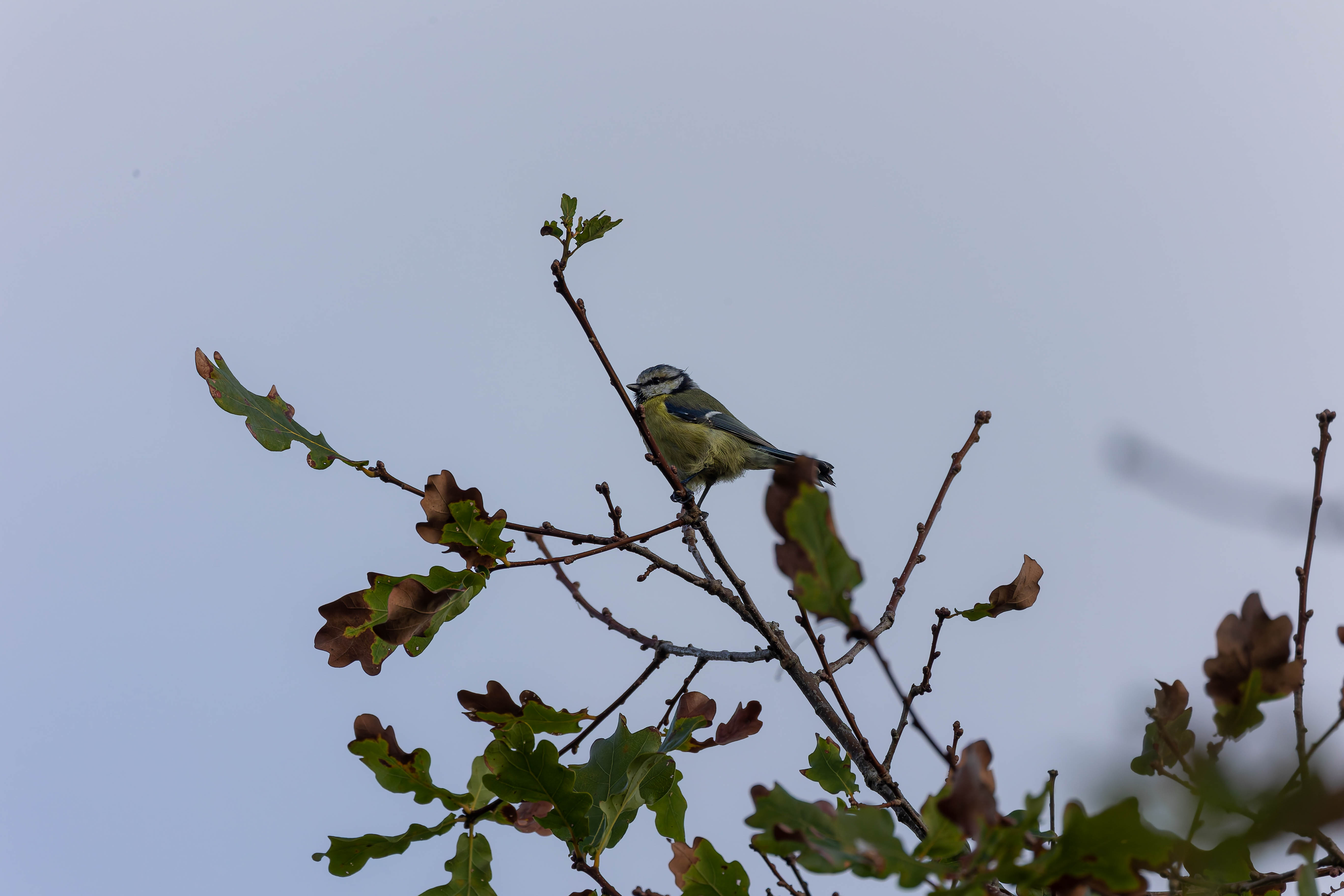 Mésange bleue