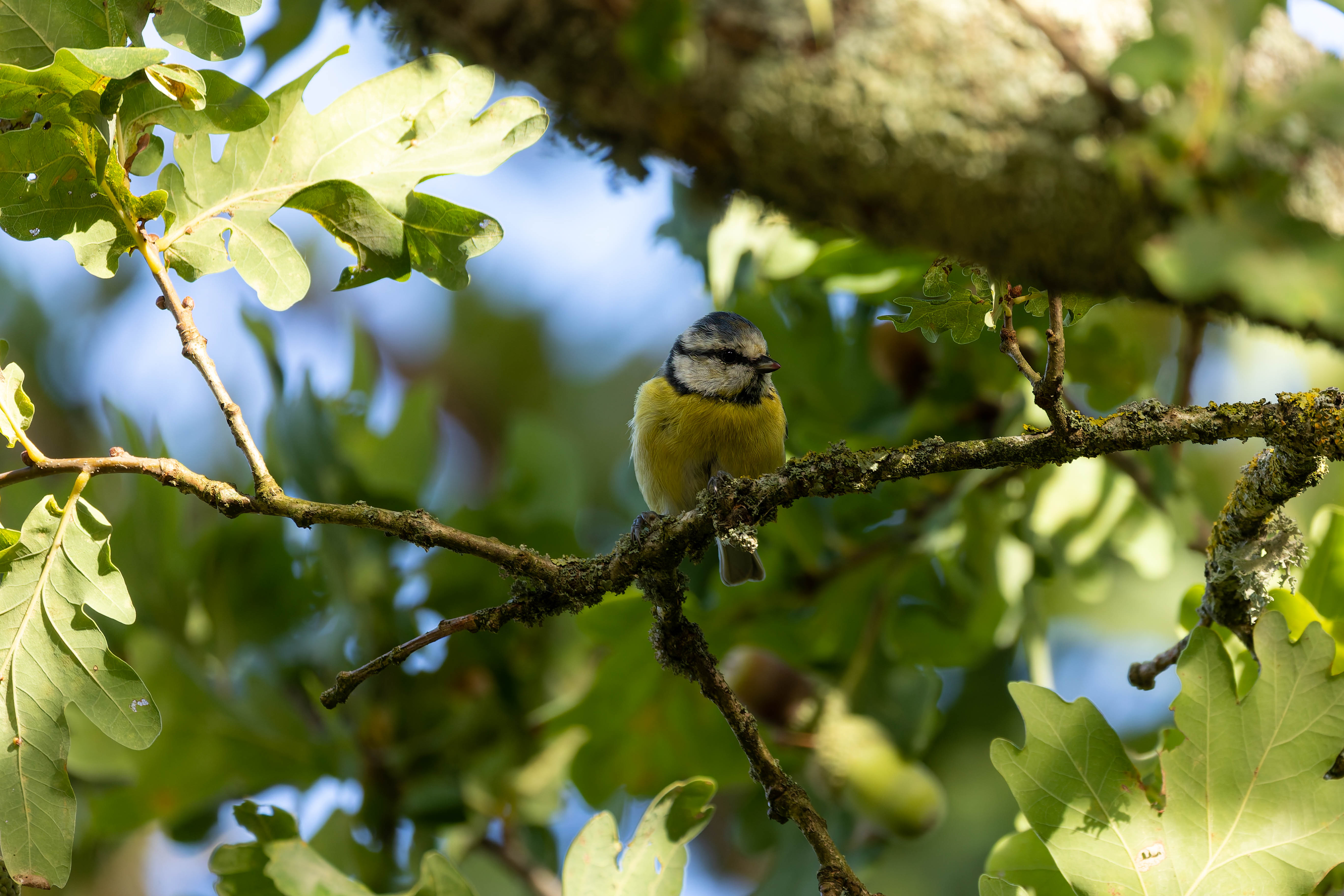 Mésange bleue
