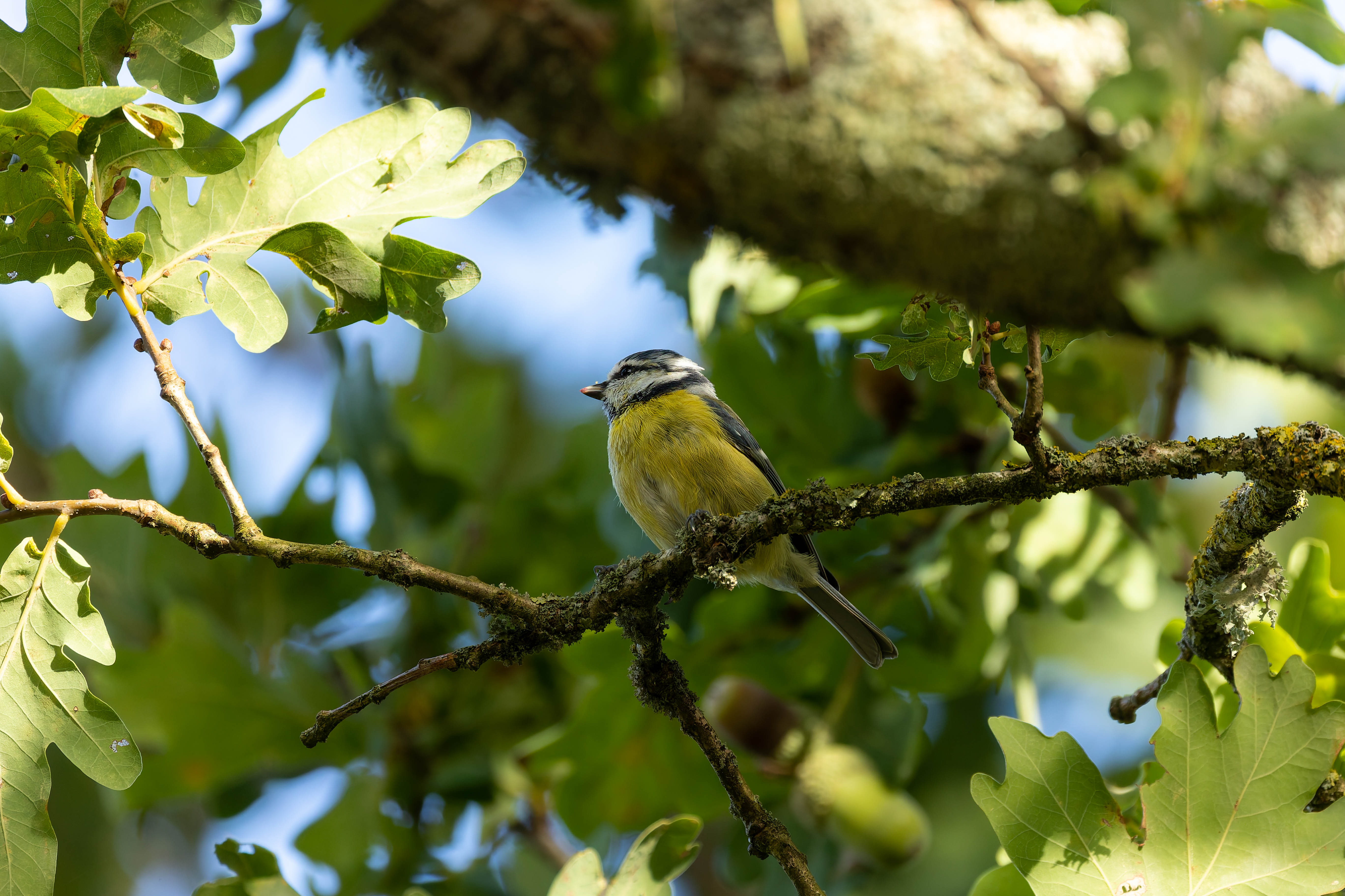 Mésange bleue
