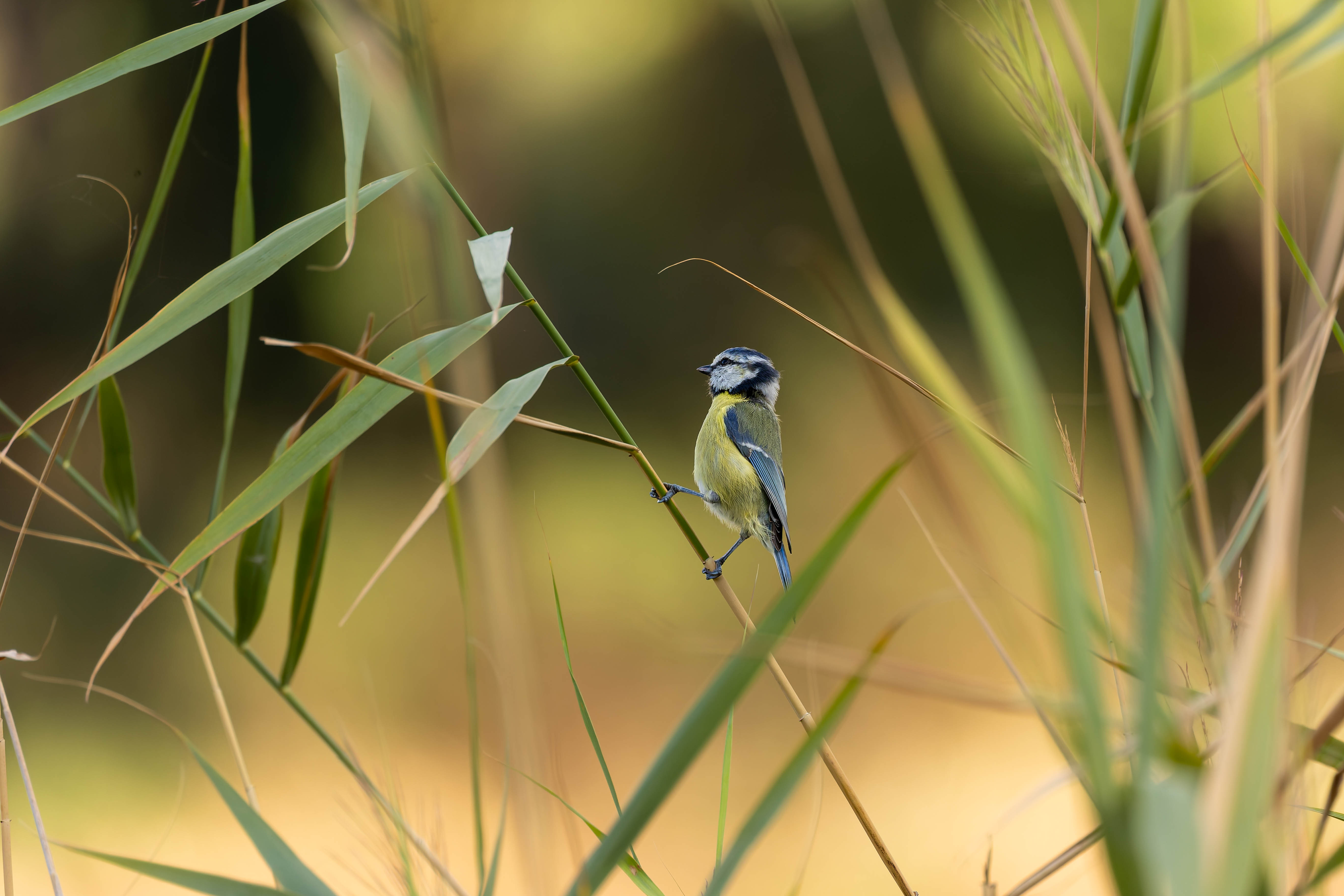 Mésange bleue