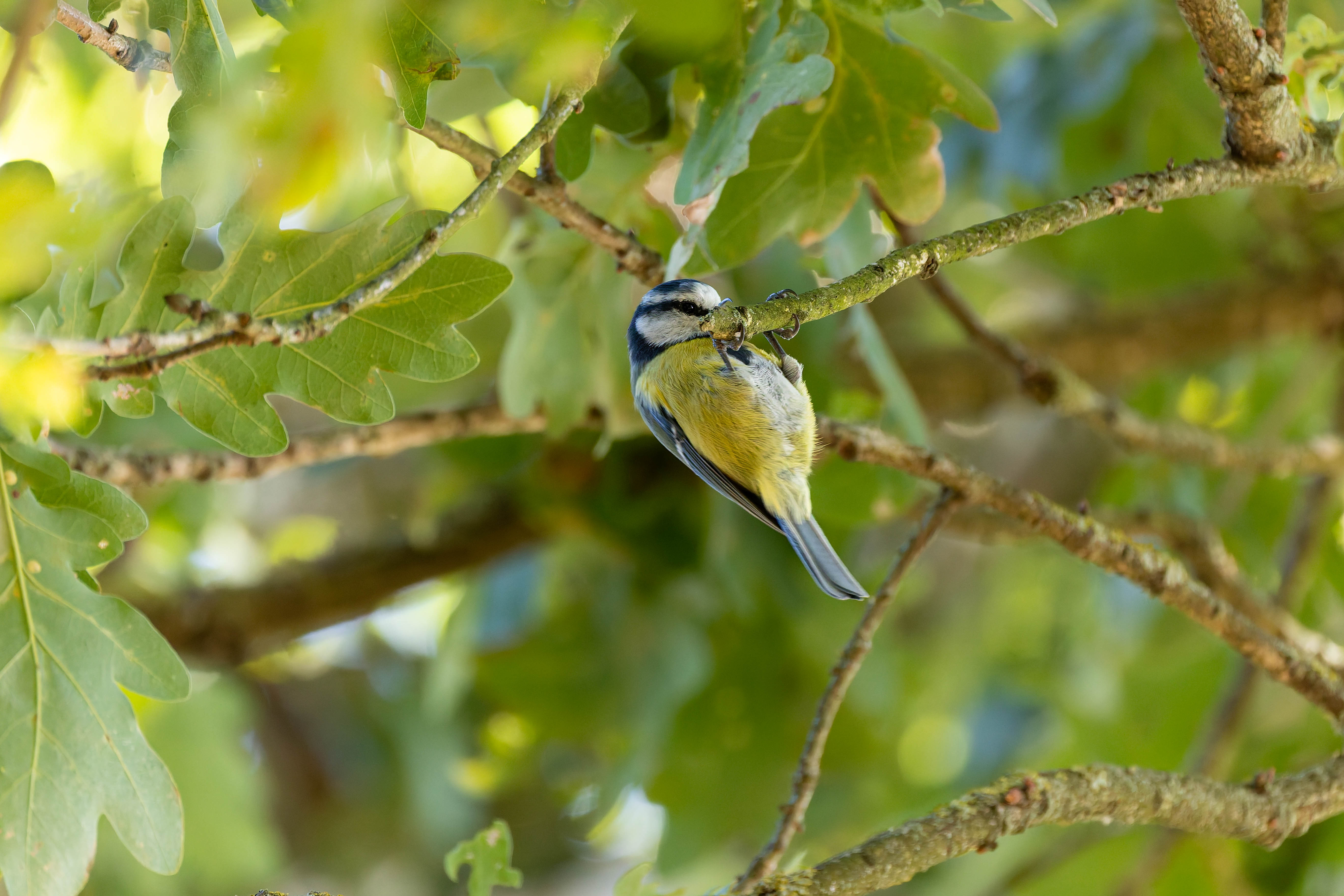 Mésange bleue
