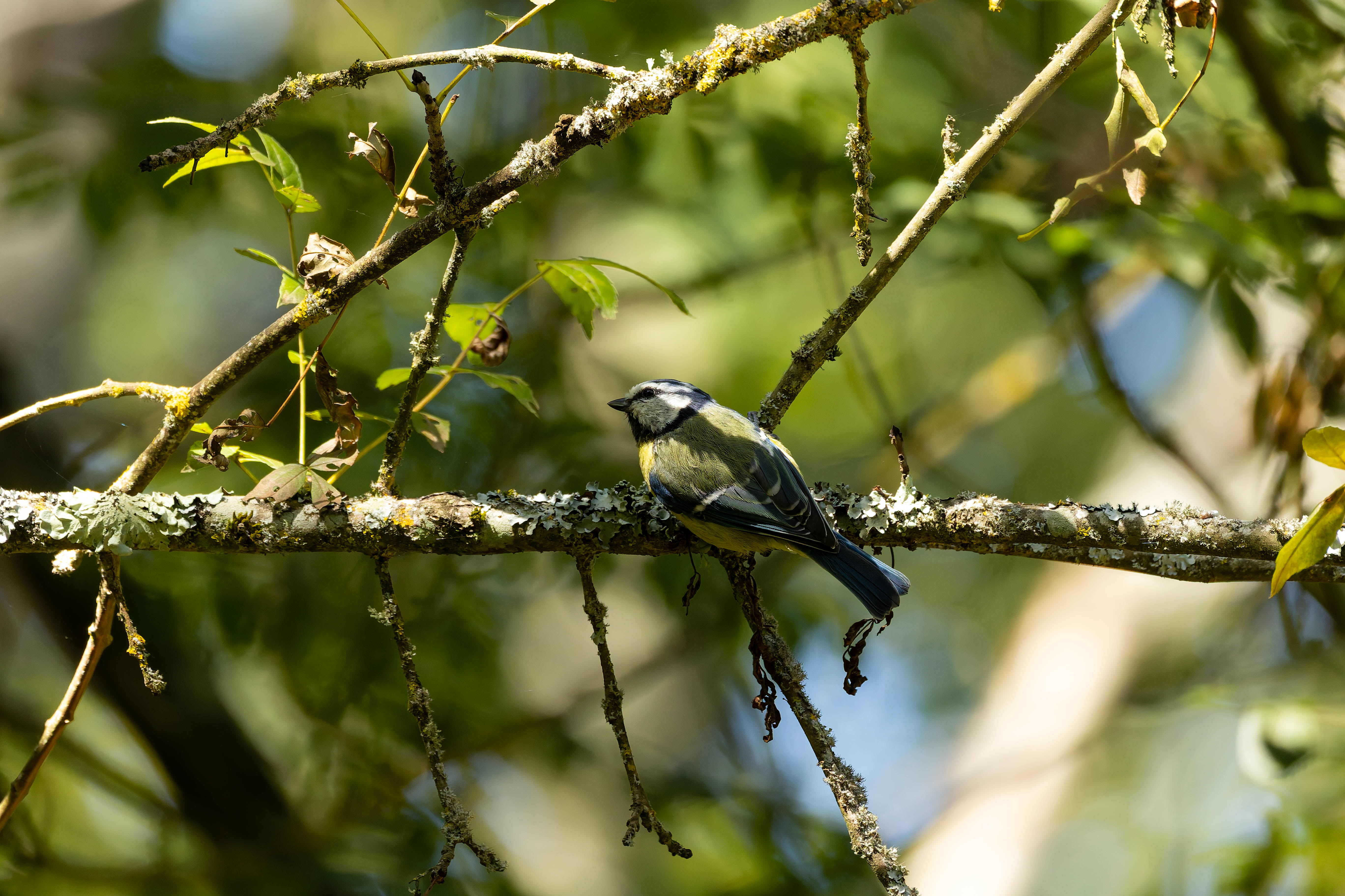 Mésange bleue