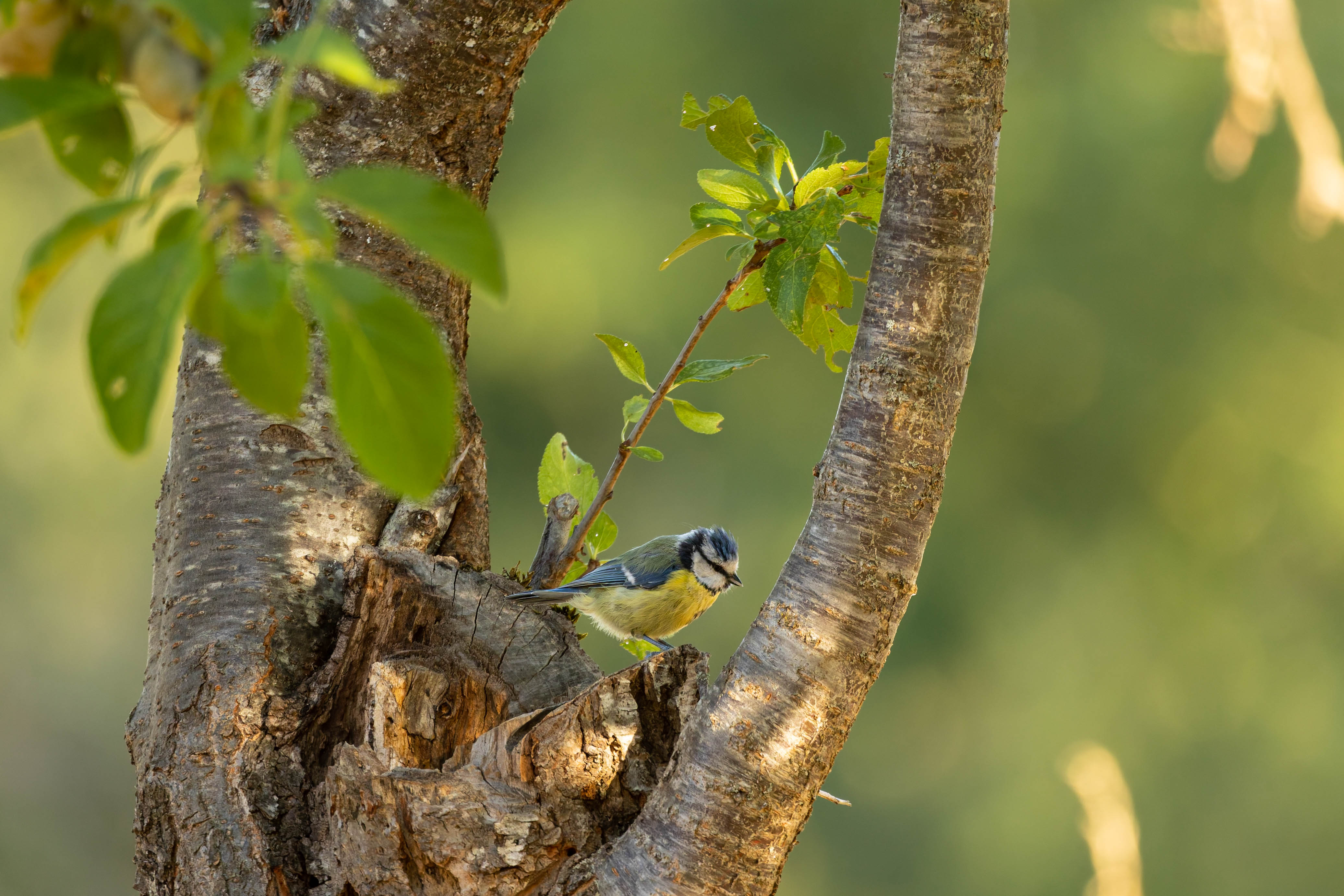 Mésange bleue