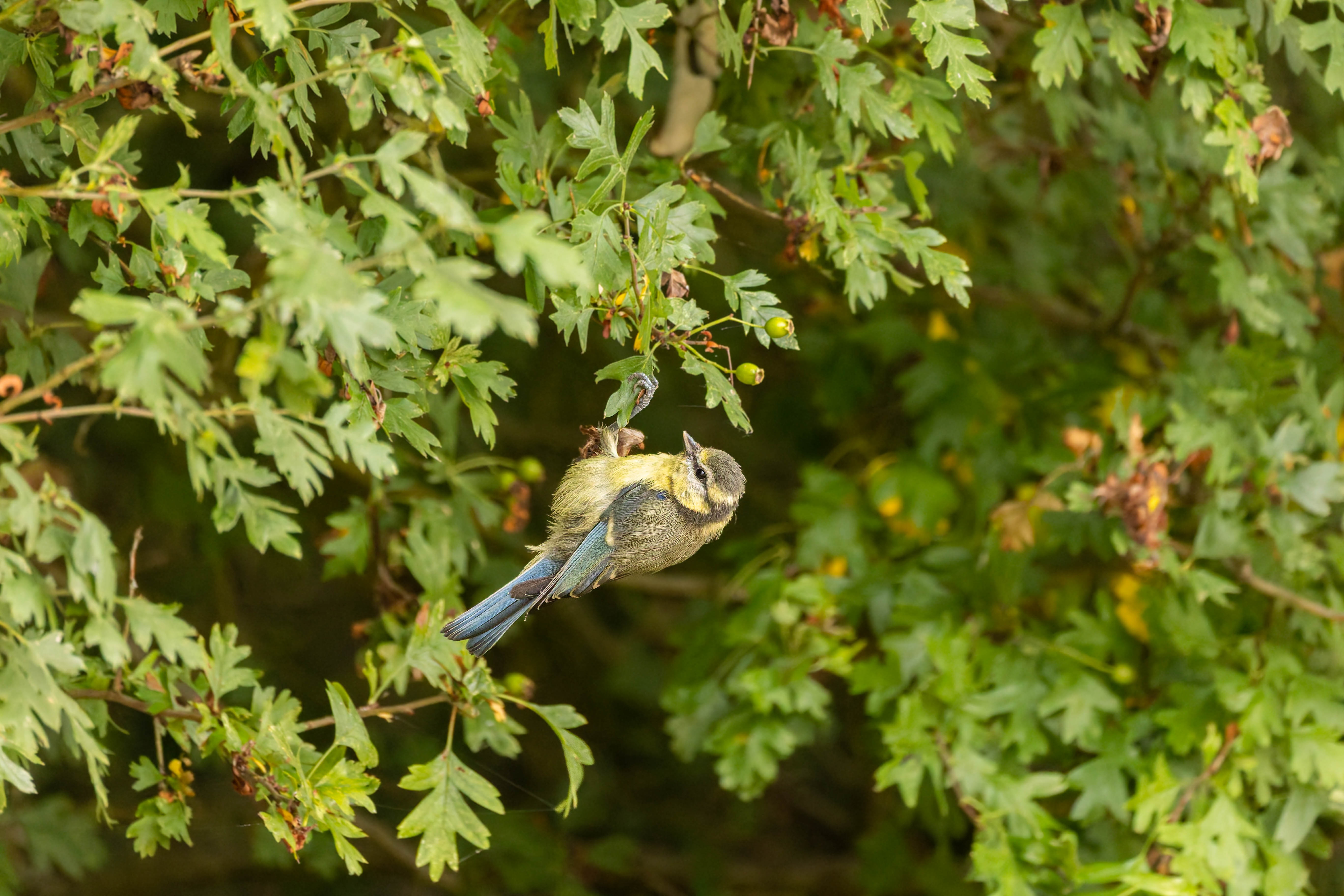 Mésange bleue