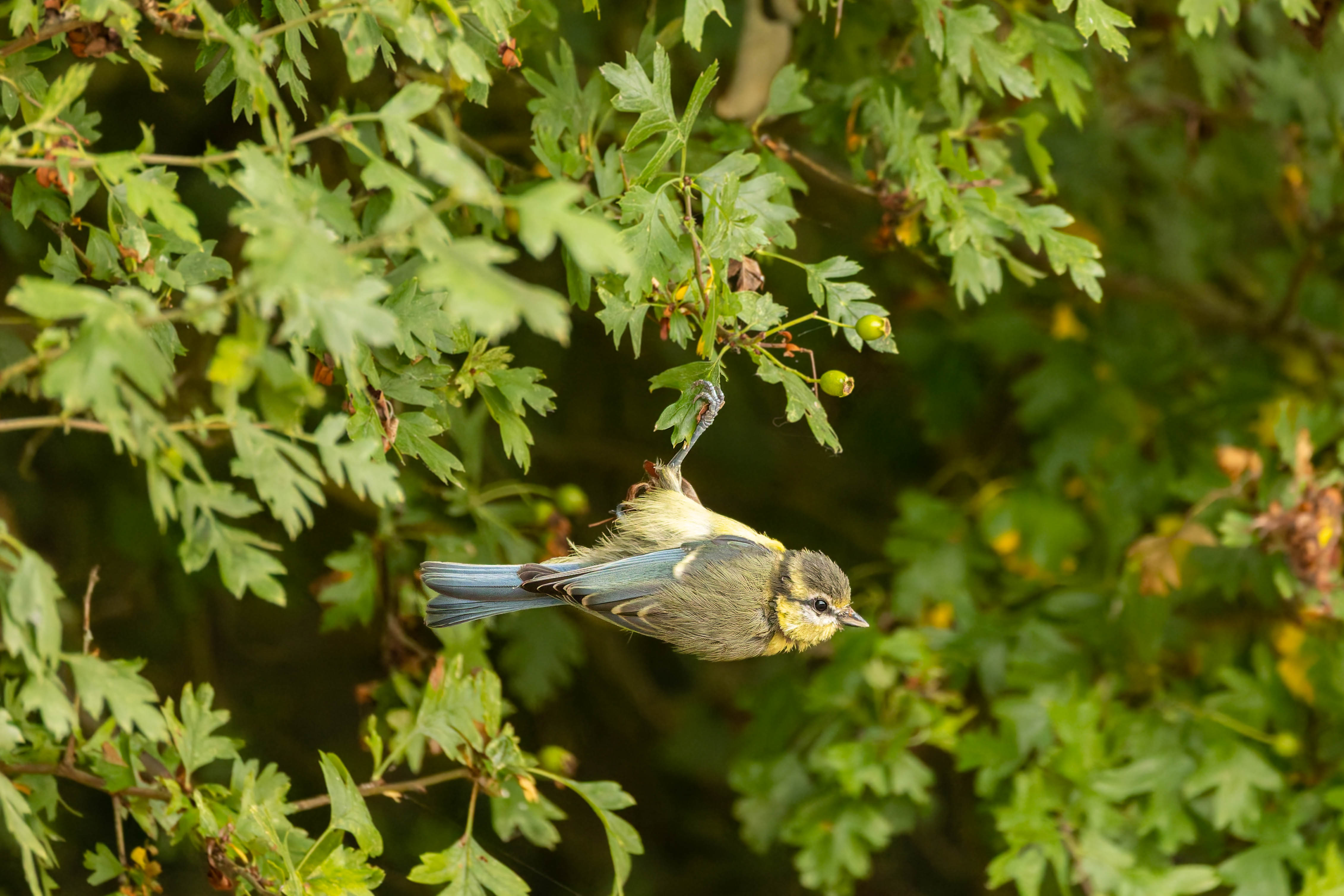 Mésange bleue
