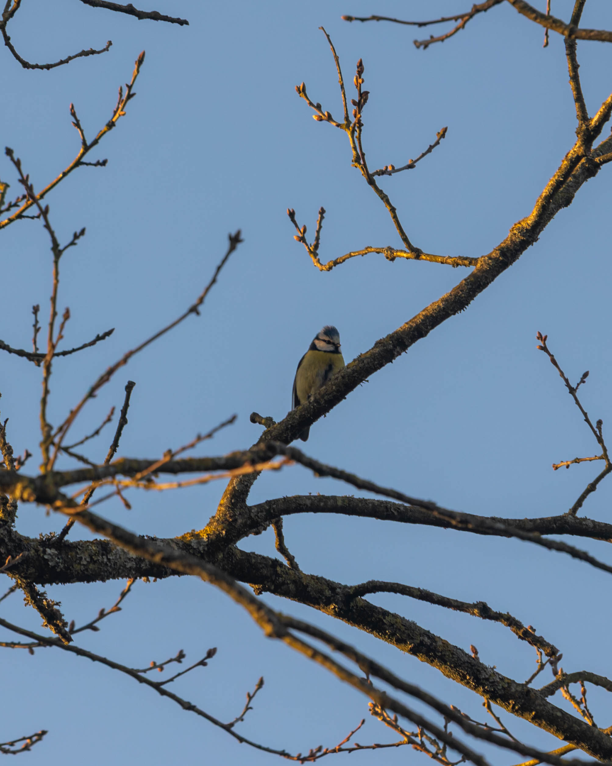 Mésange bleue