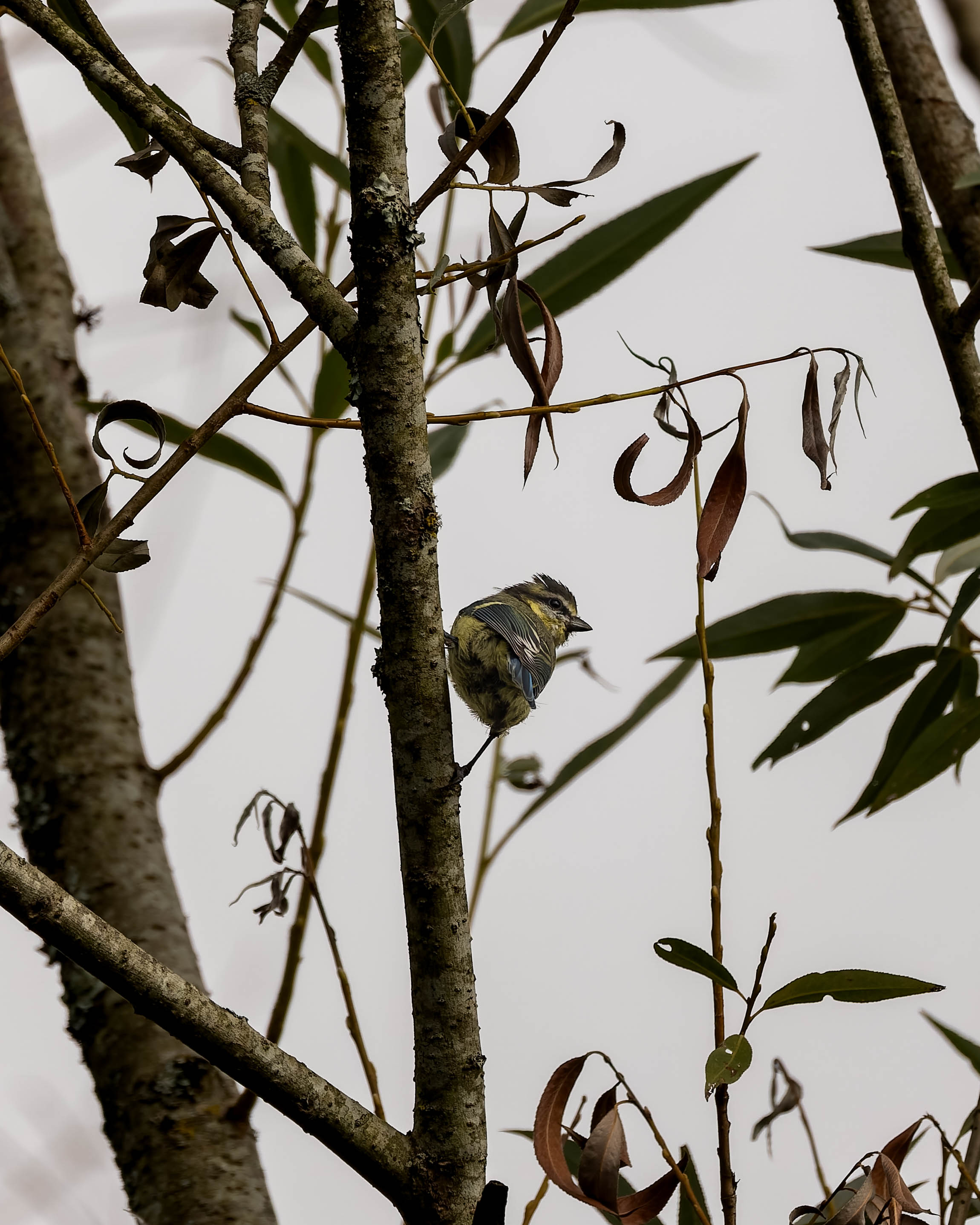 Mésange bleue
