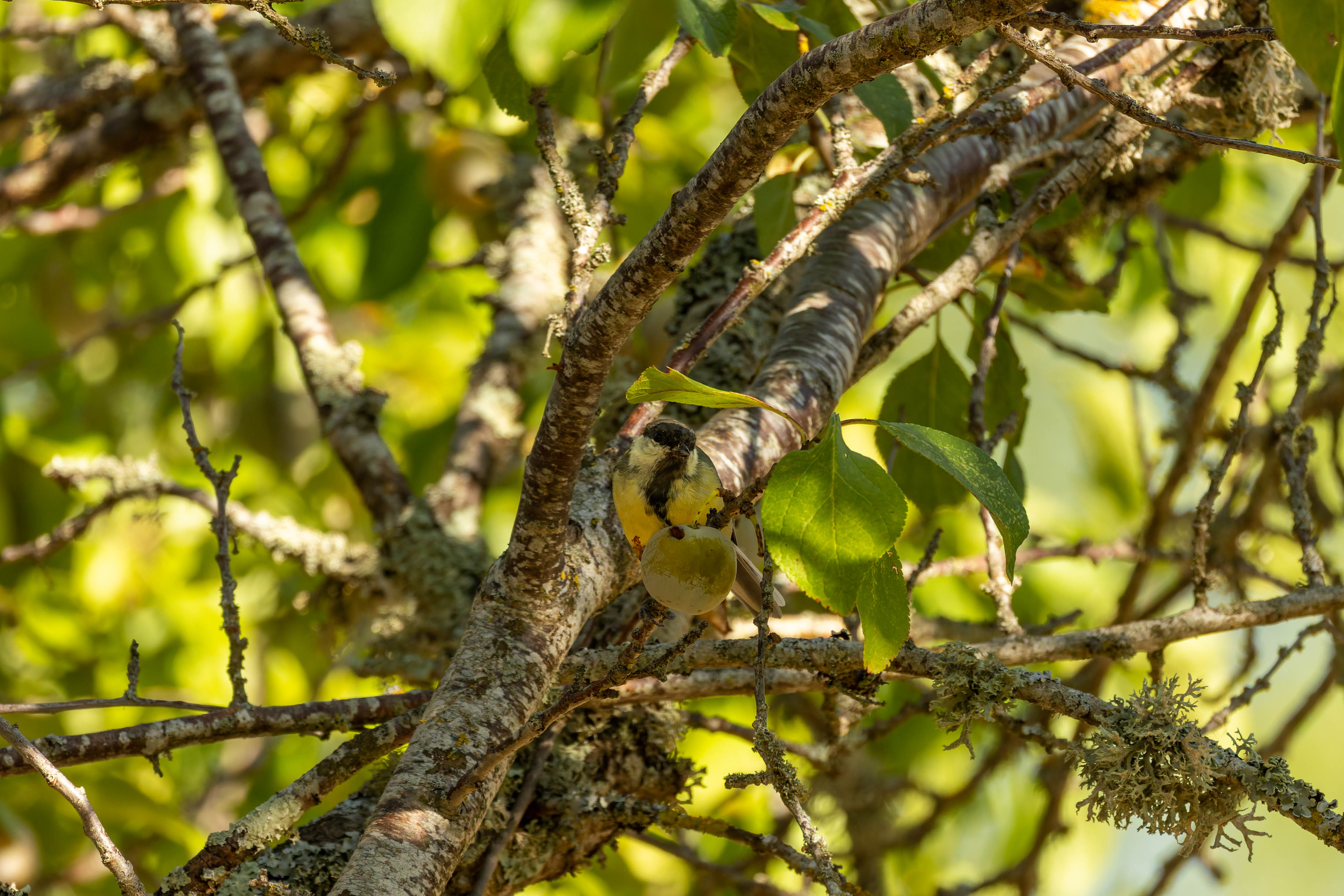 Mésange Charbonnière