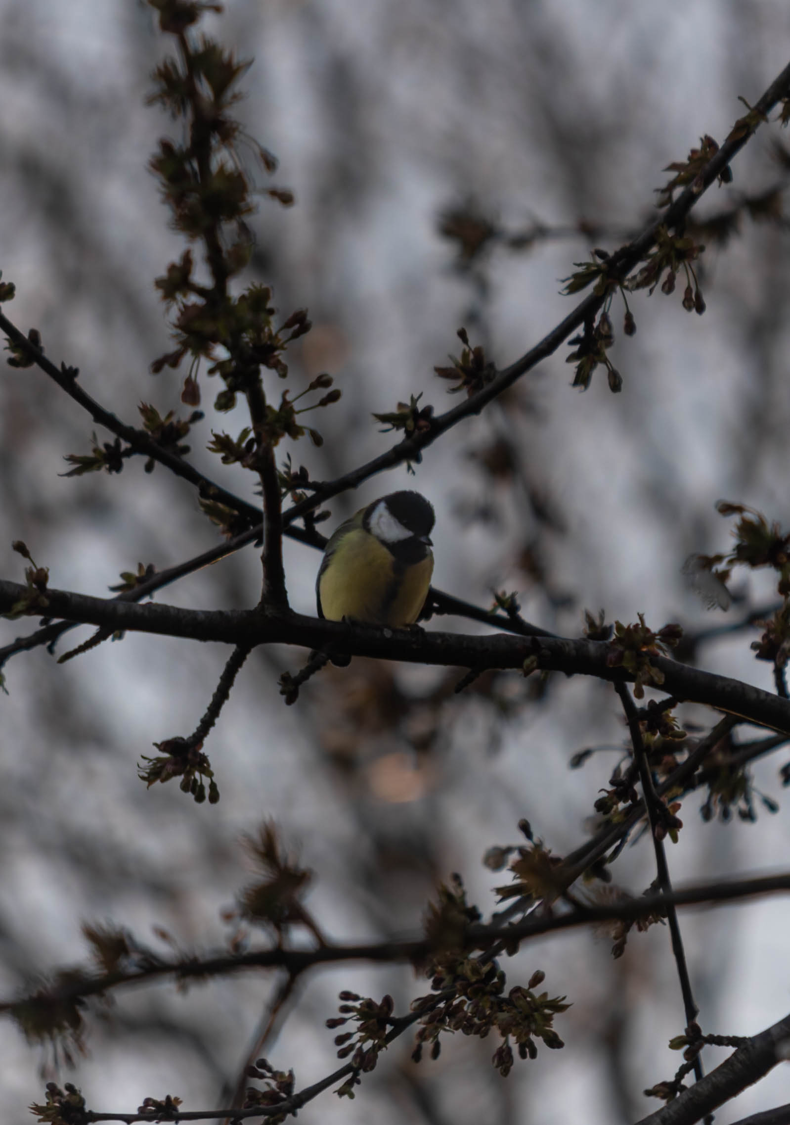 Mésange Charbonnière