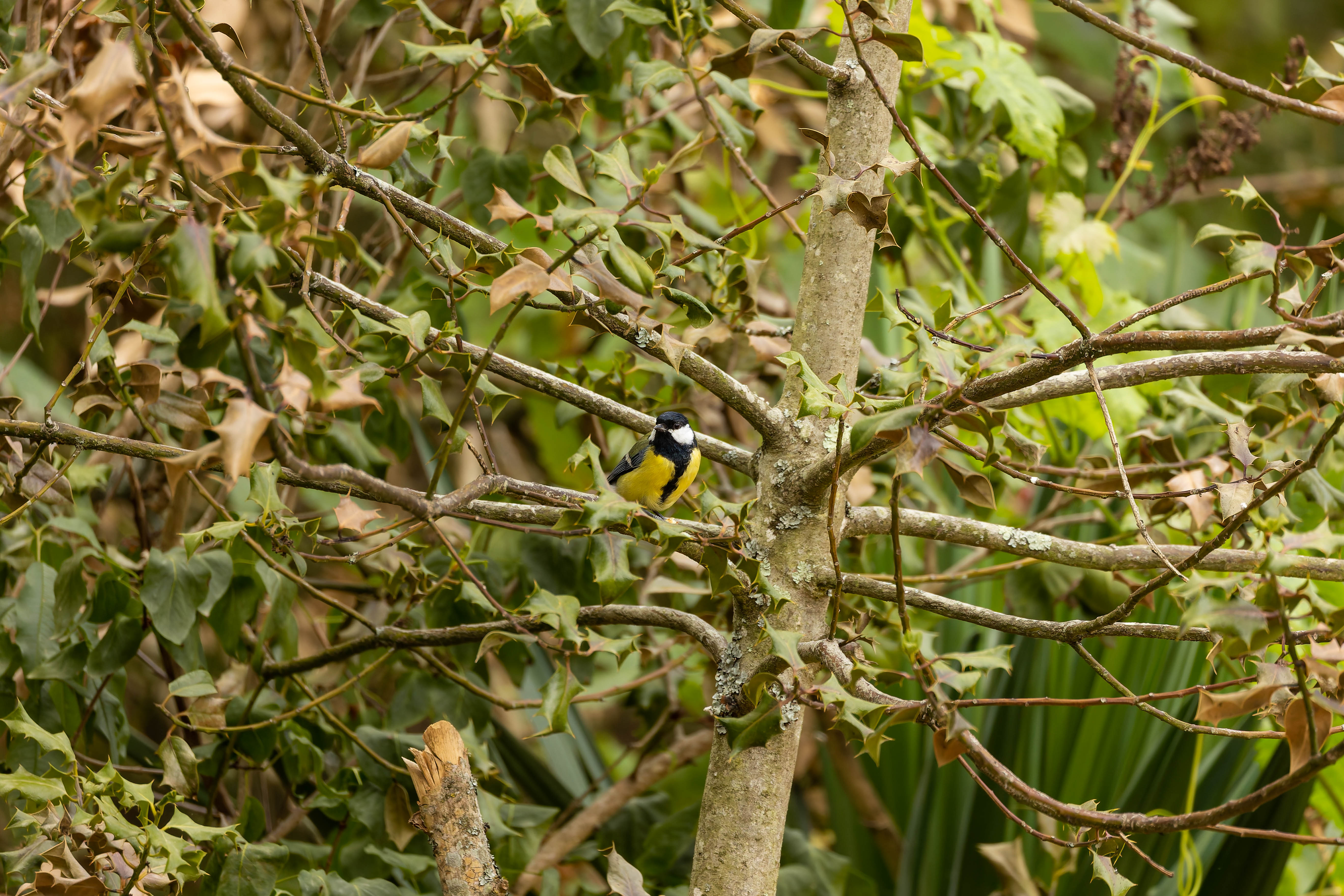 Mésange Charbonnière