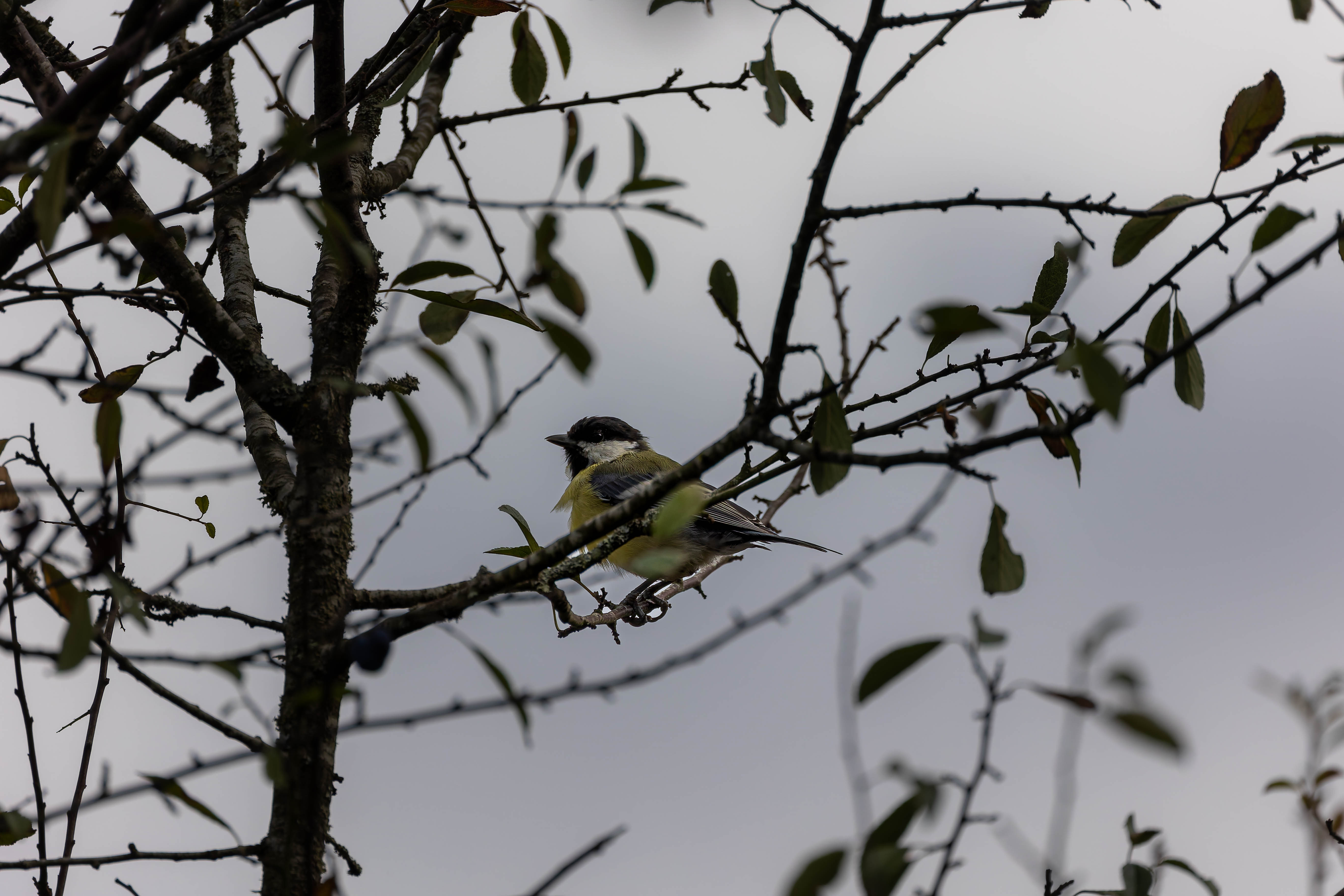 Mésange Charbonnière