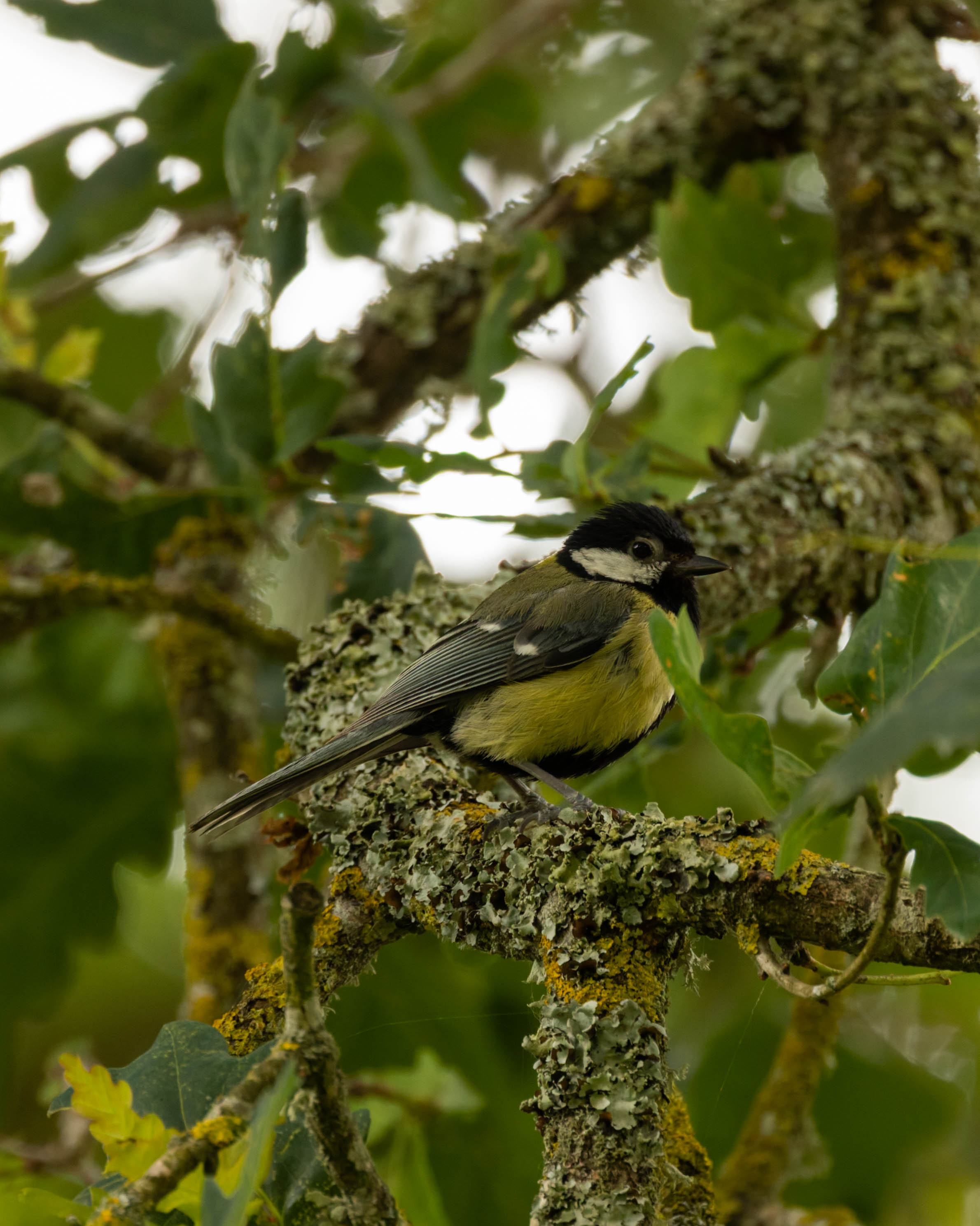 Mésange Charbonnière