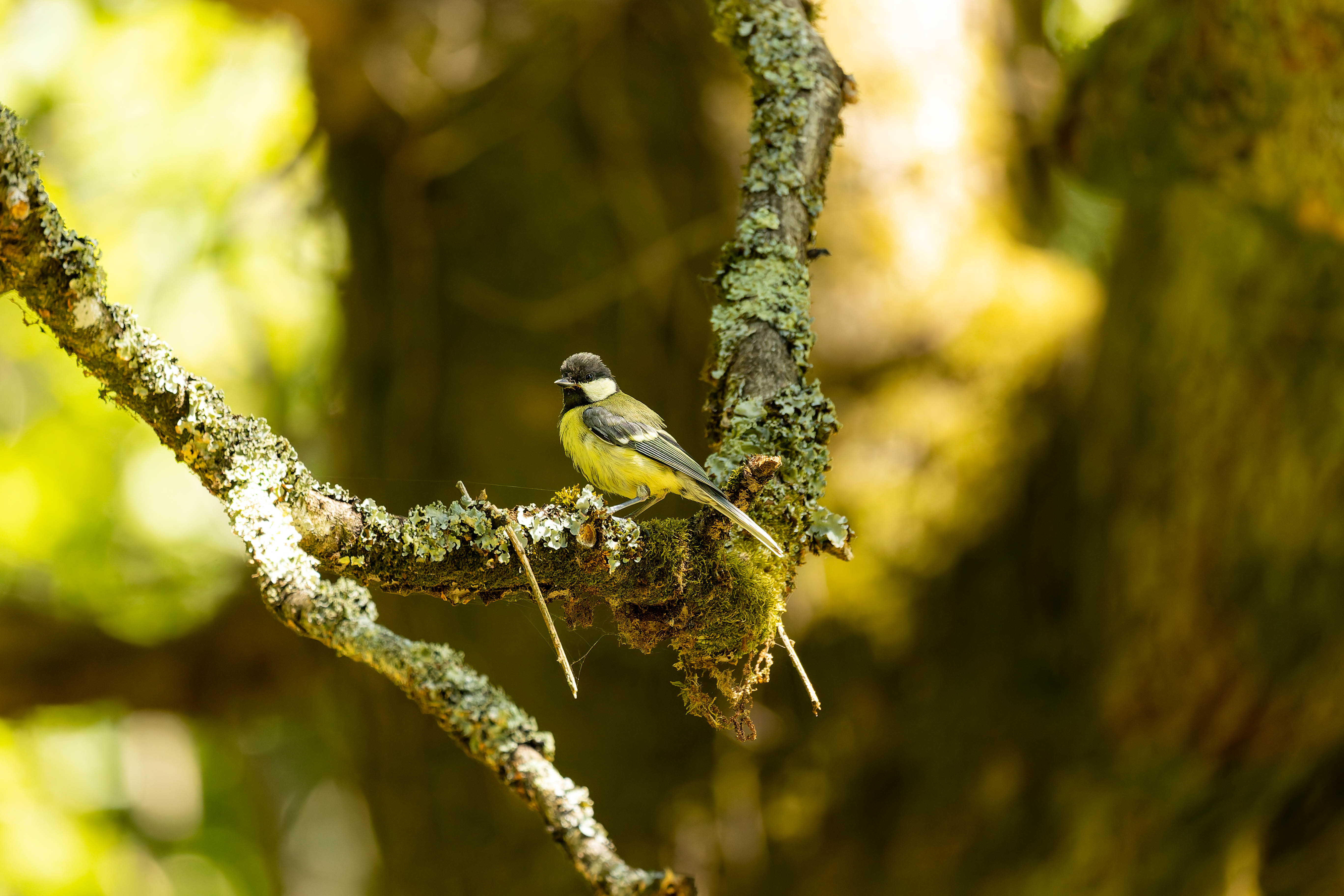 Mésange Charbonnière