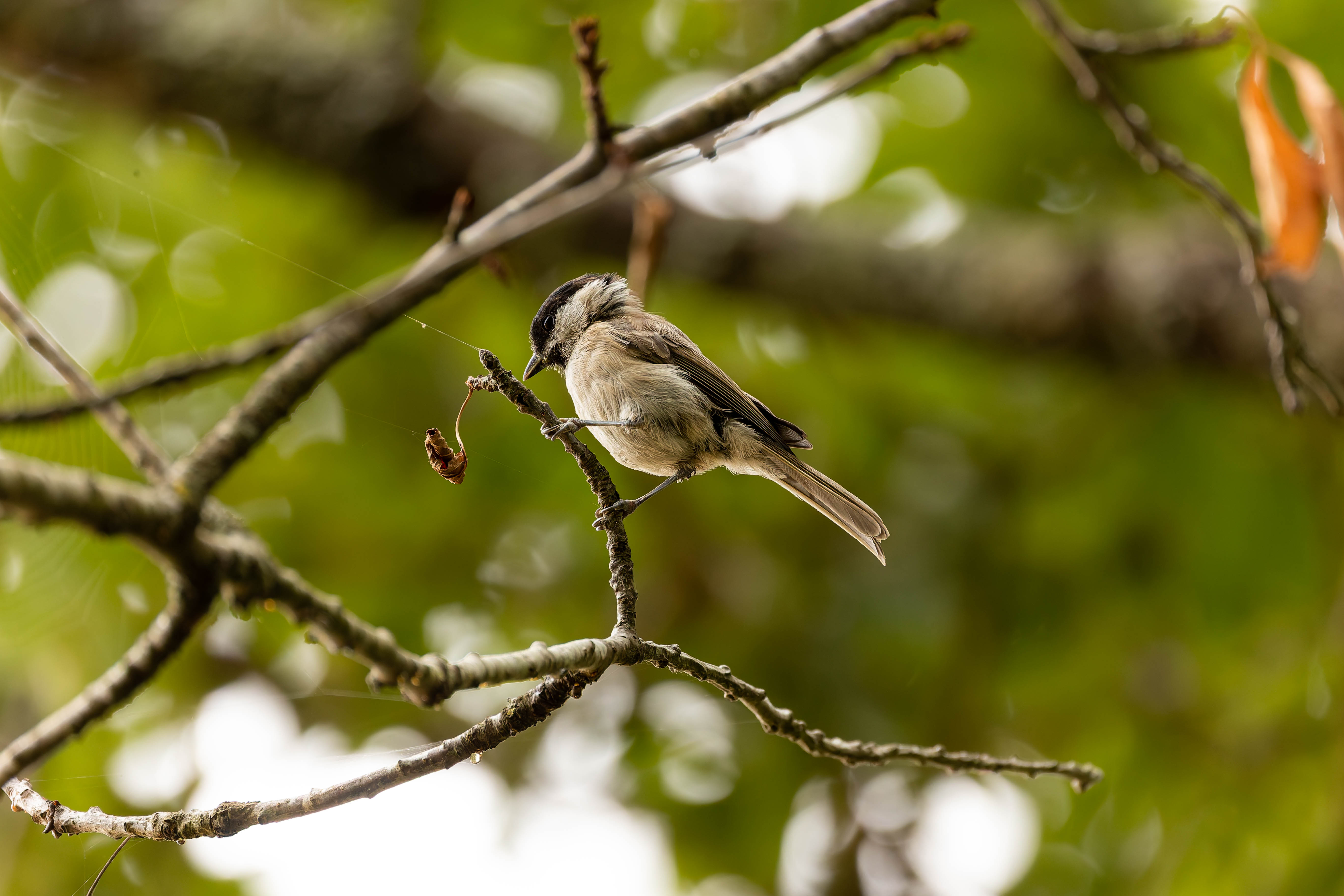 Mésange nonnette