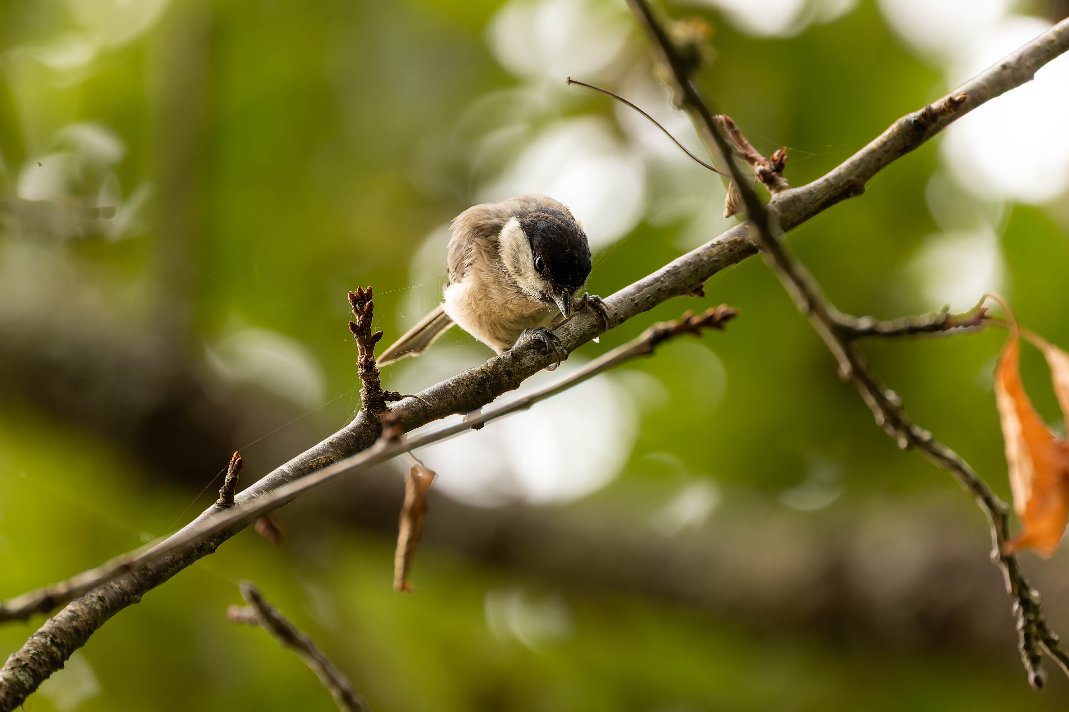 Mésange nonnette