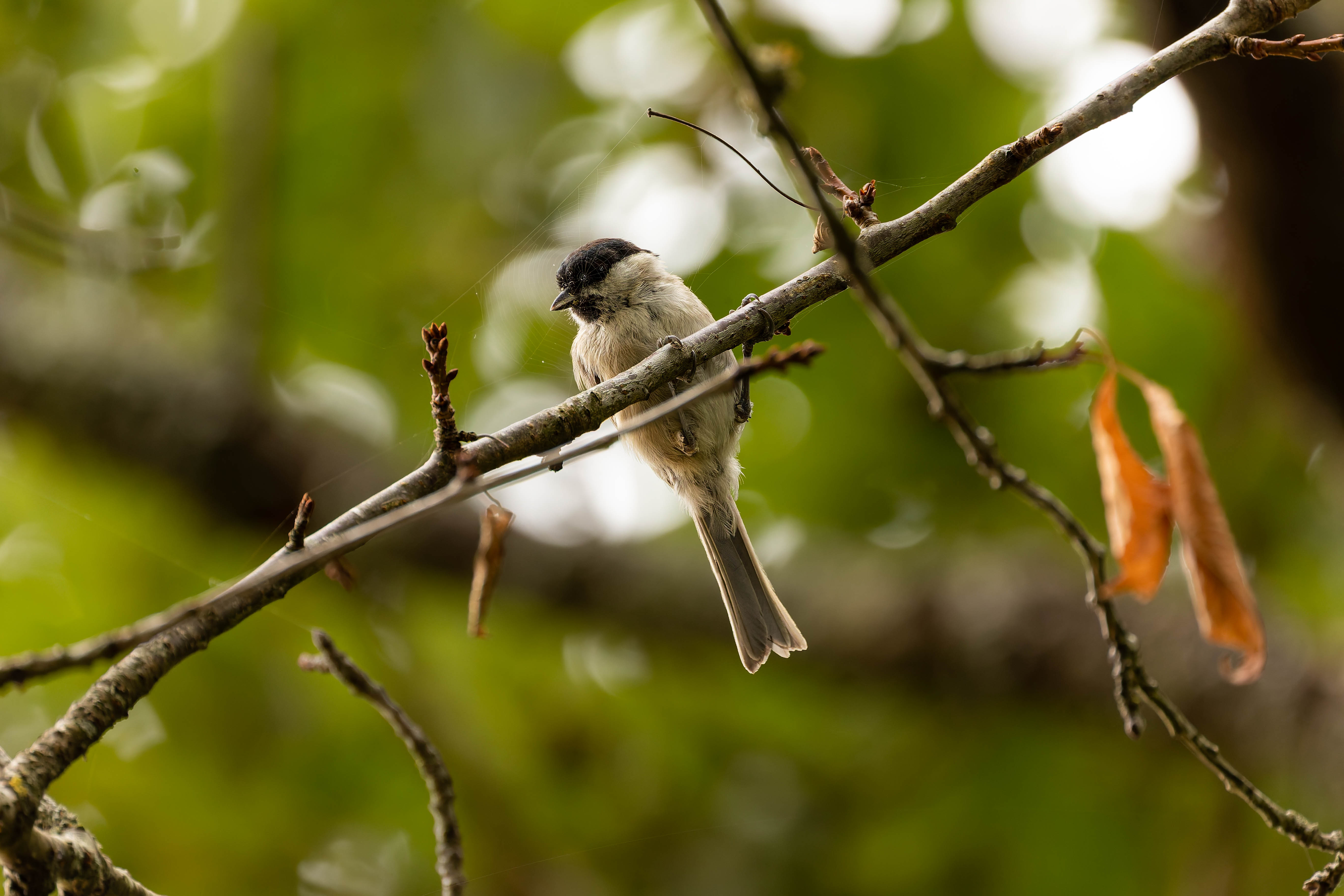 Mésange nonnette