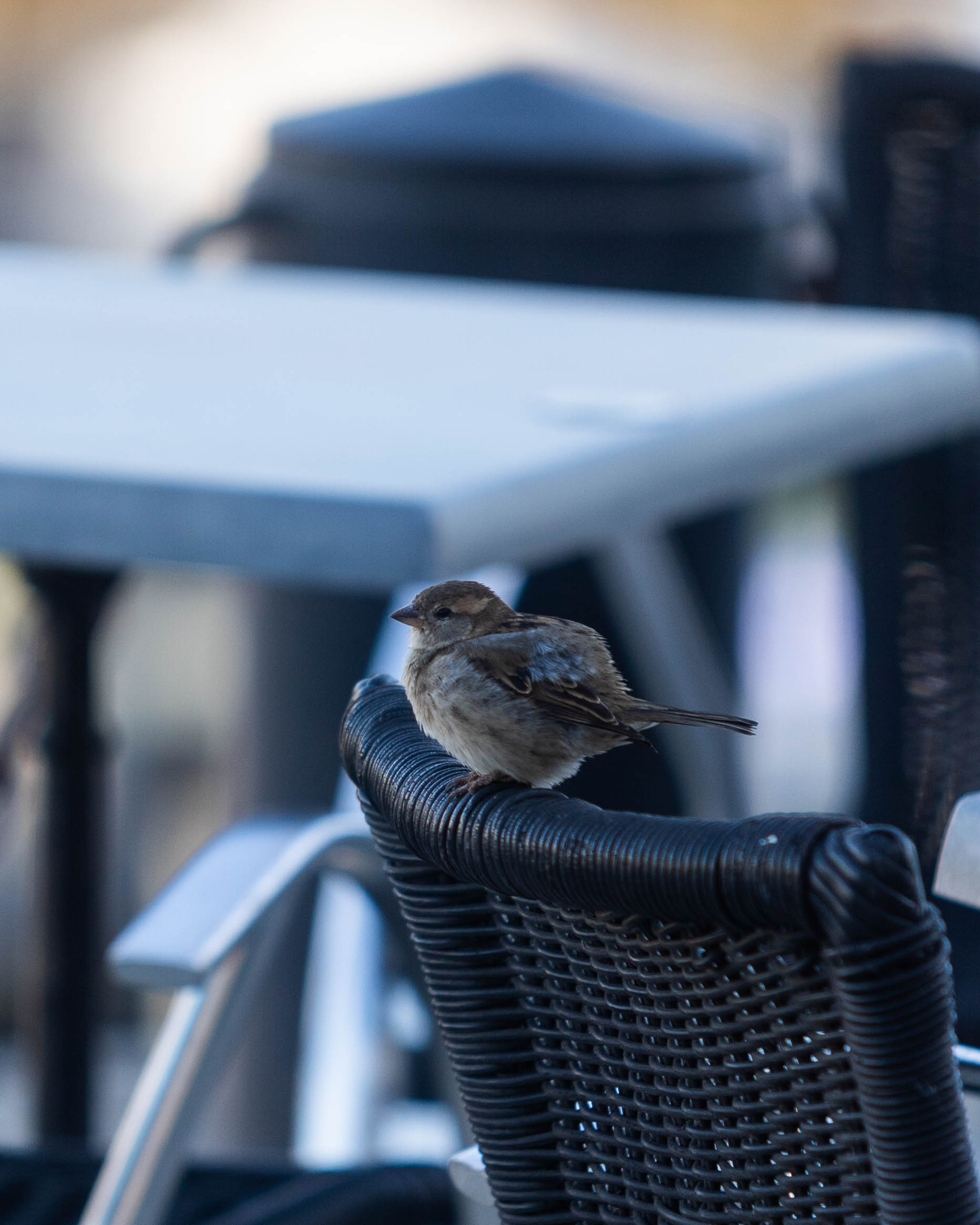 Moineau domestique