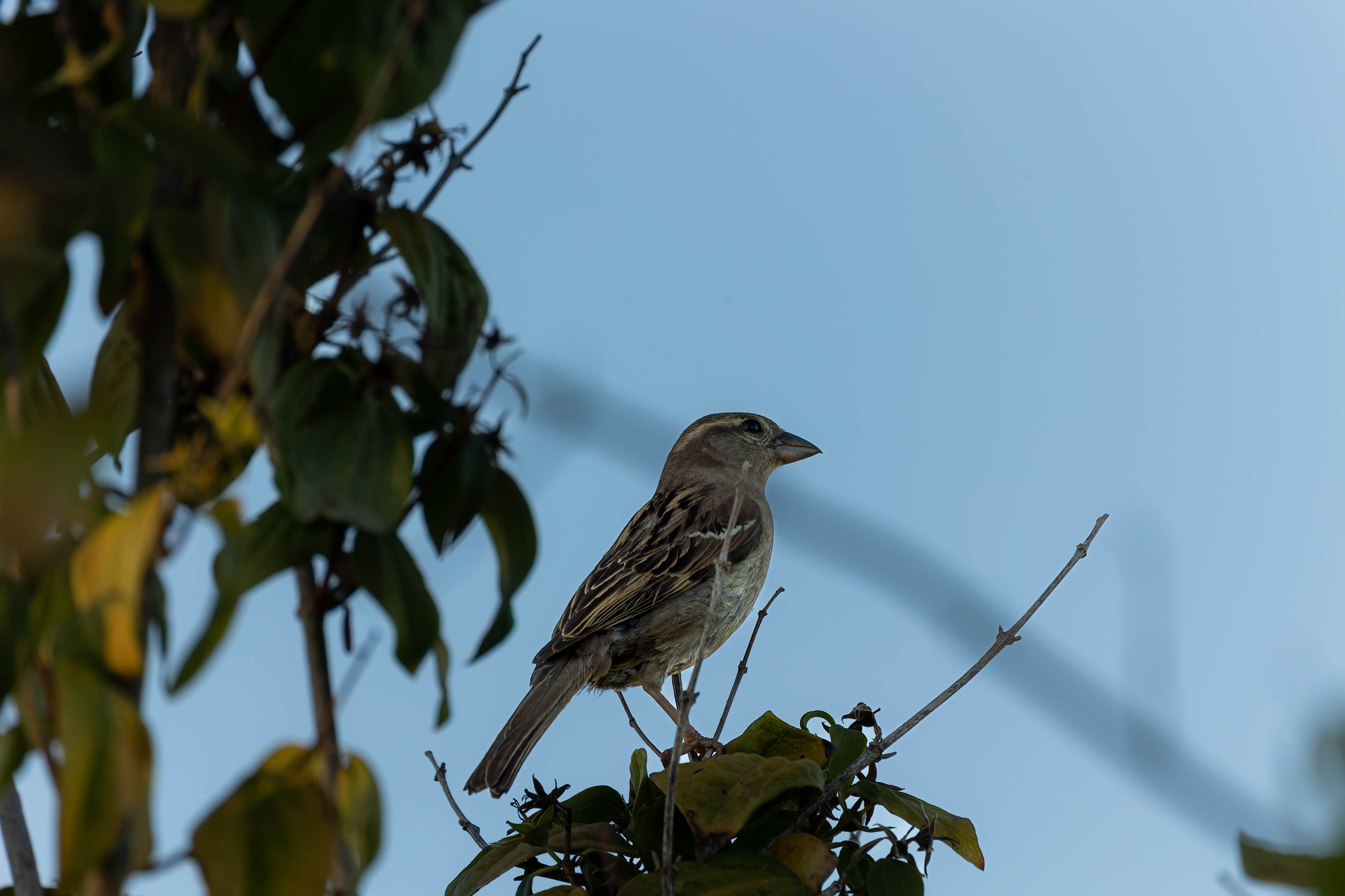 Moineau domestique