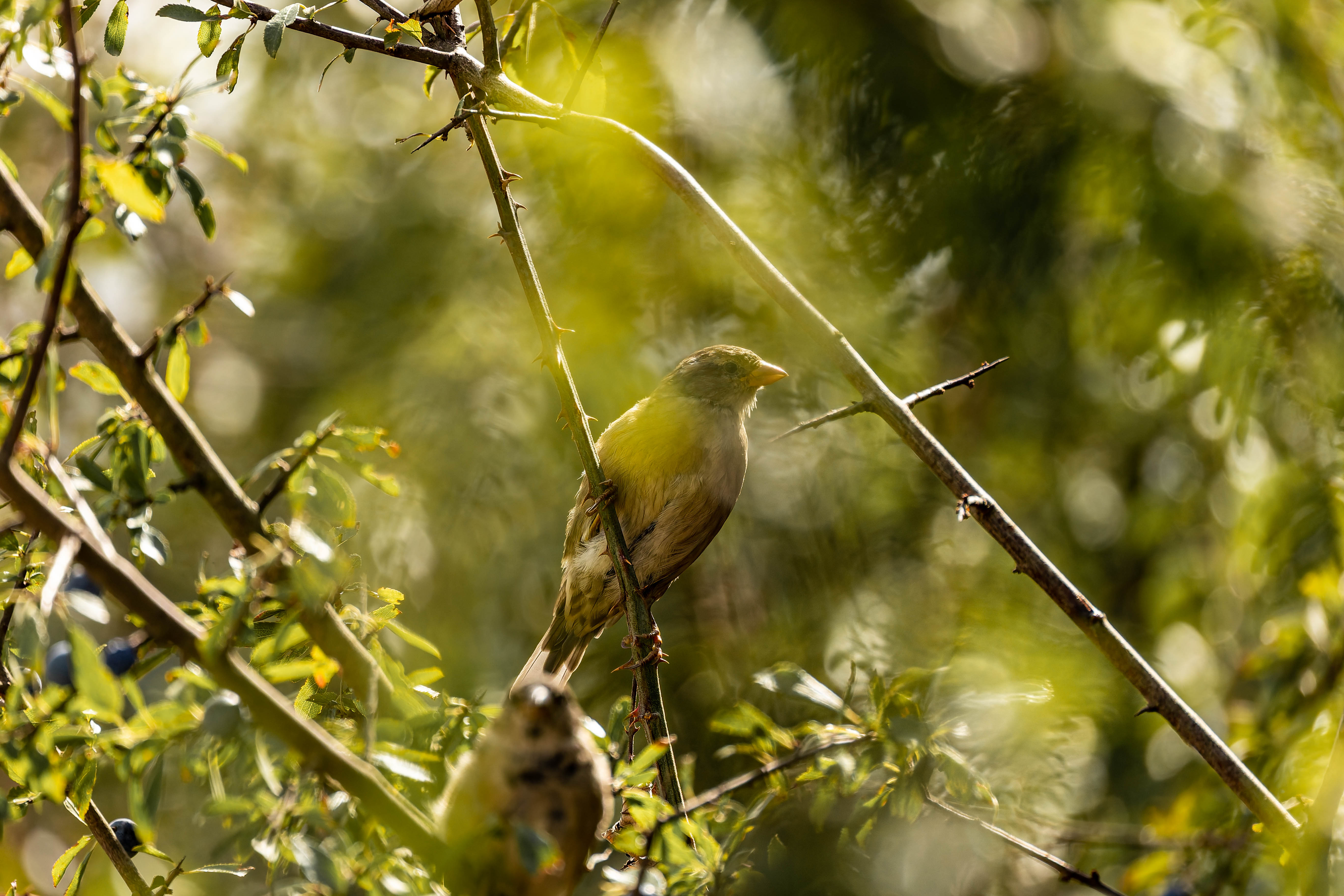 Moineau domestique