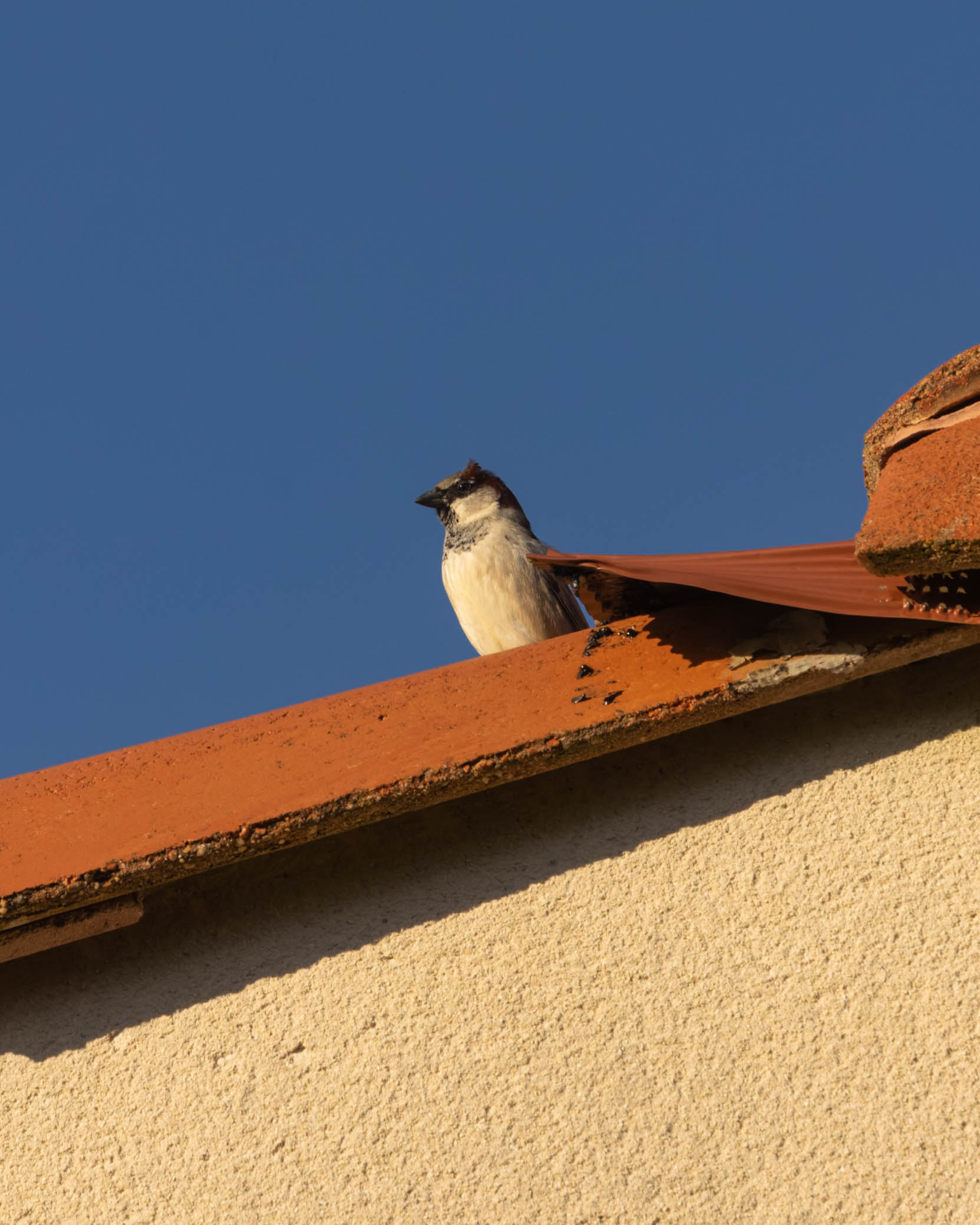 Moineau domestique