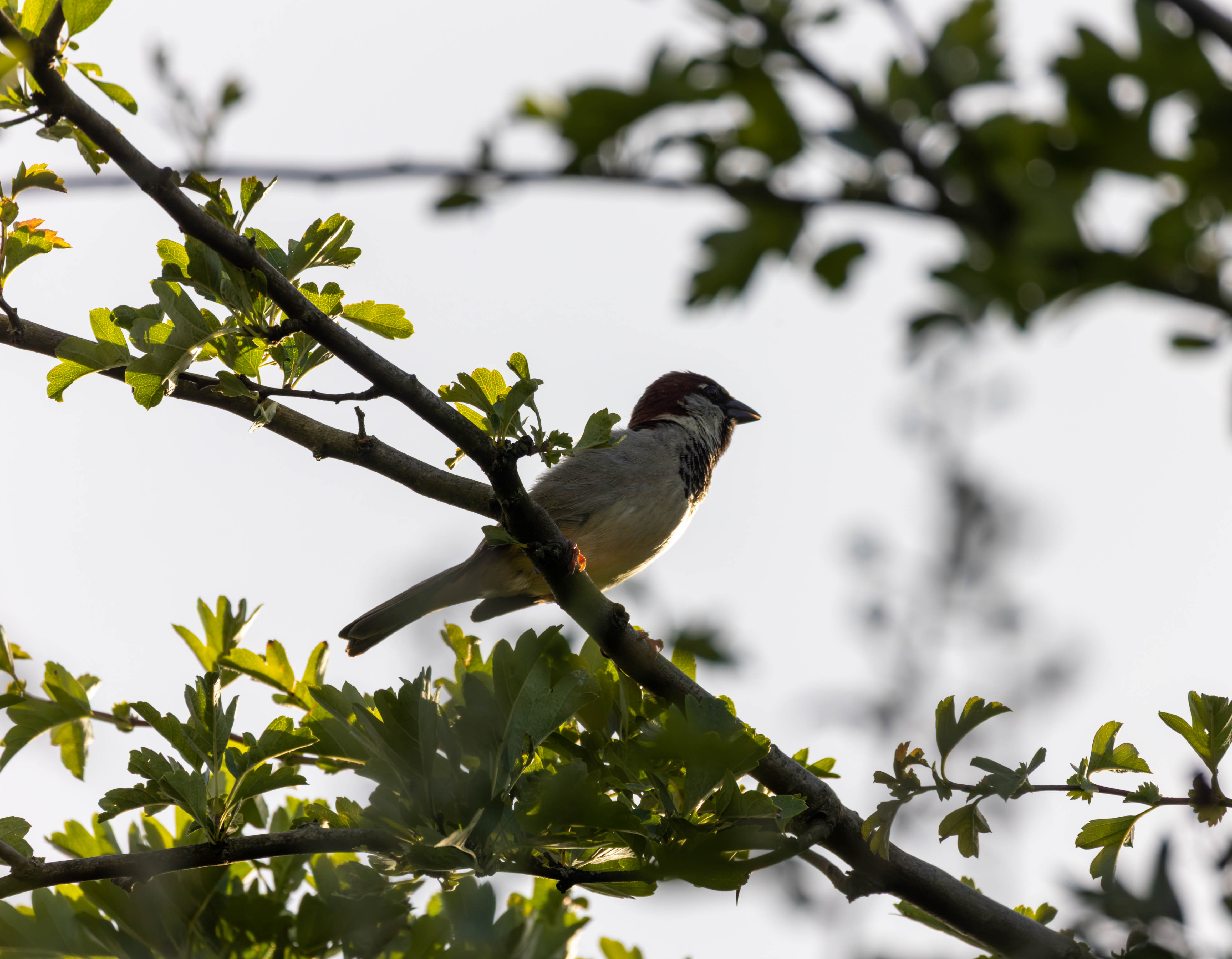 Moineau domestique