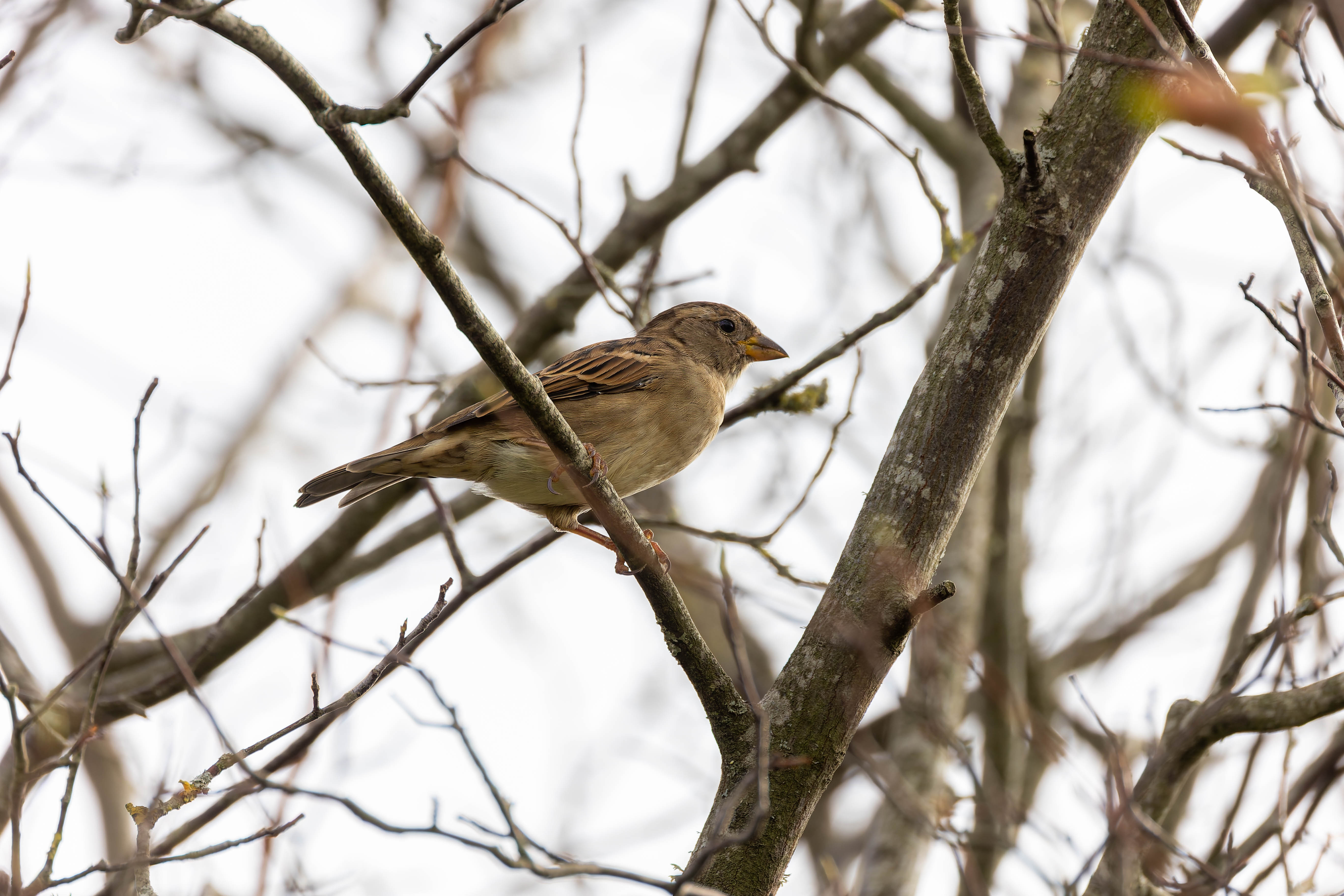 Moineau domestique