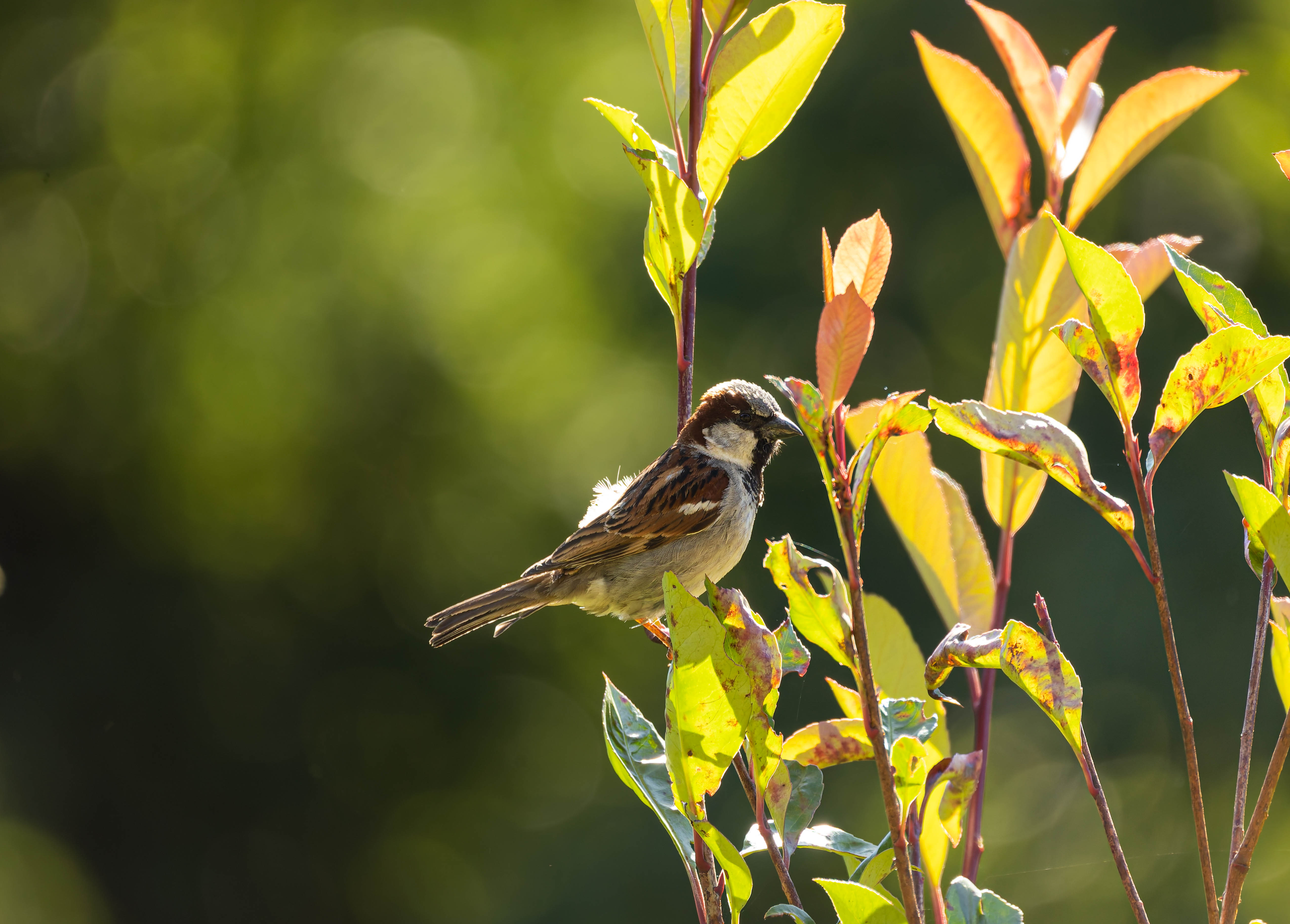 Moineau domestique