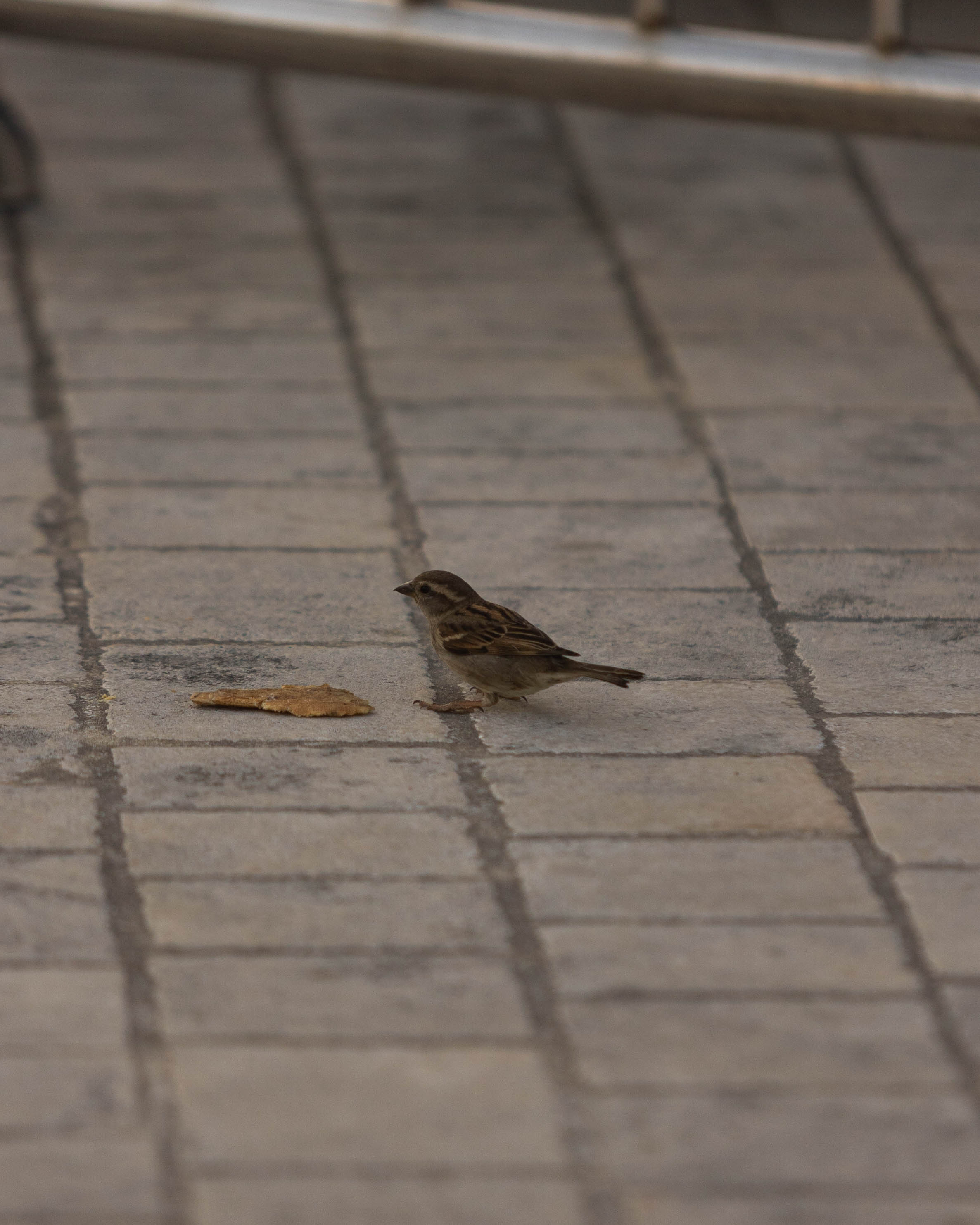 Moineau domestique