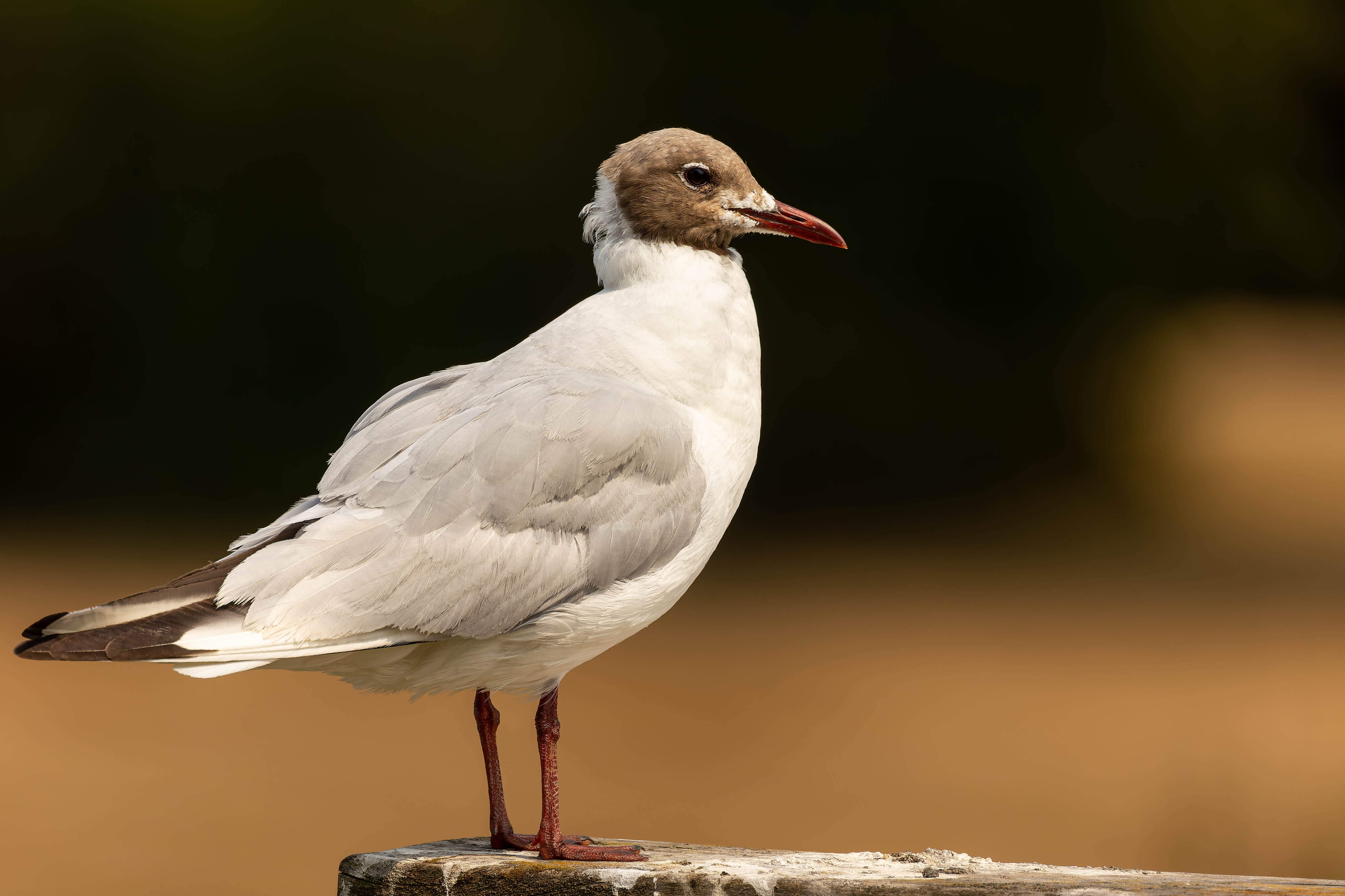 Mouette rieuse